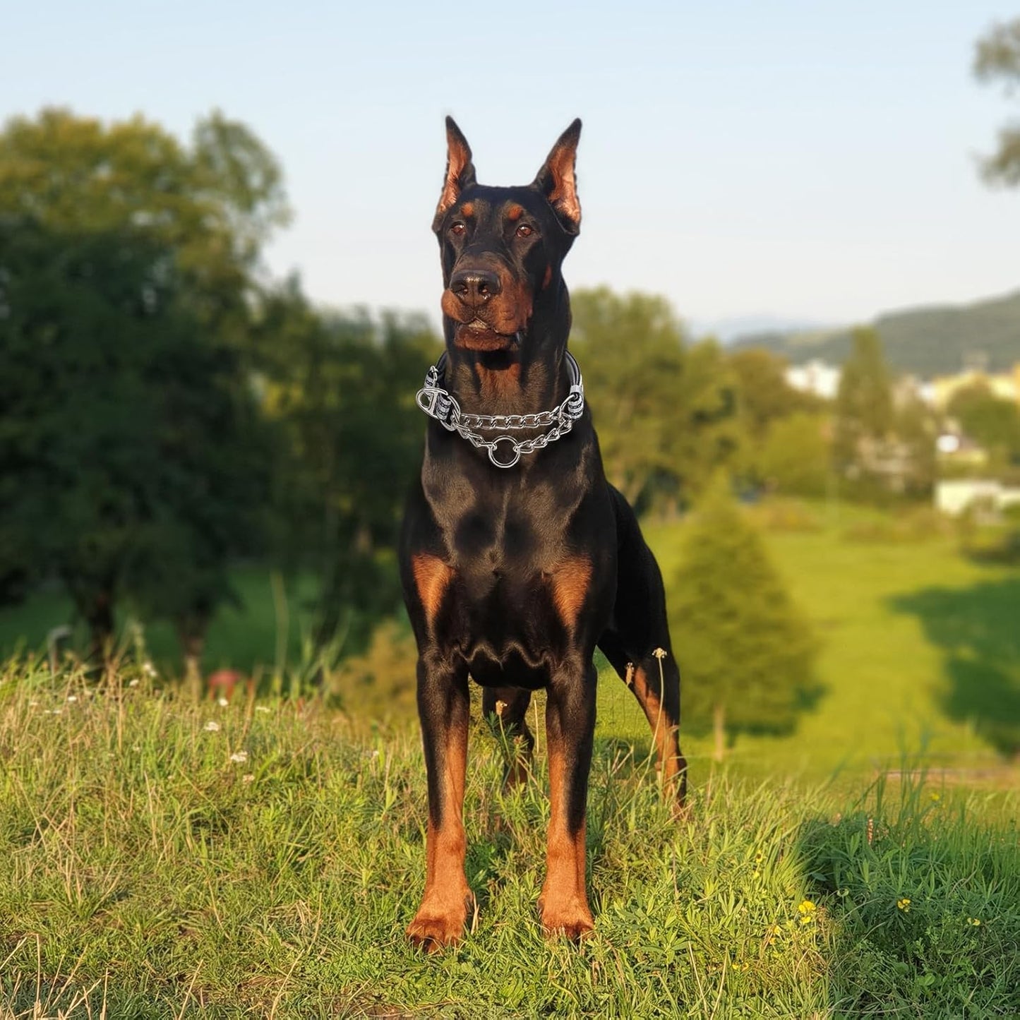 Martingale Collar with Steel Chain,Reflective Nylon Dog Collar with Soft Padded Adjustable Training No Slip Dog Collars (Large, Silver)