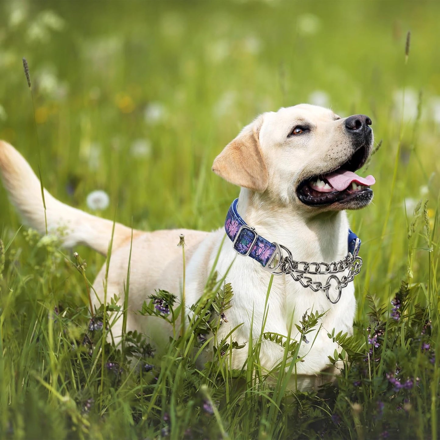 Martingale Dog Collar with Steel Chain, Reflective Choke Collar with Soft Padded- Adjustable No Pull with Bohemia Flower for Training Large Dogs Pet Collars for Walking（M