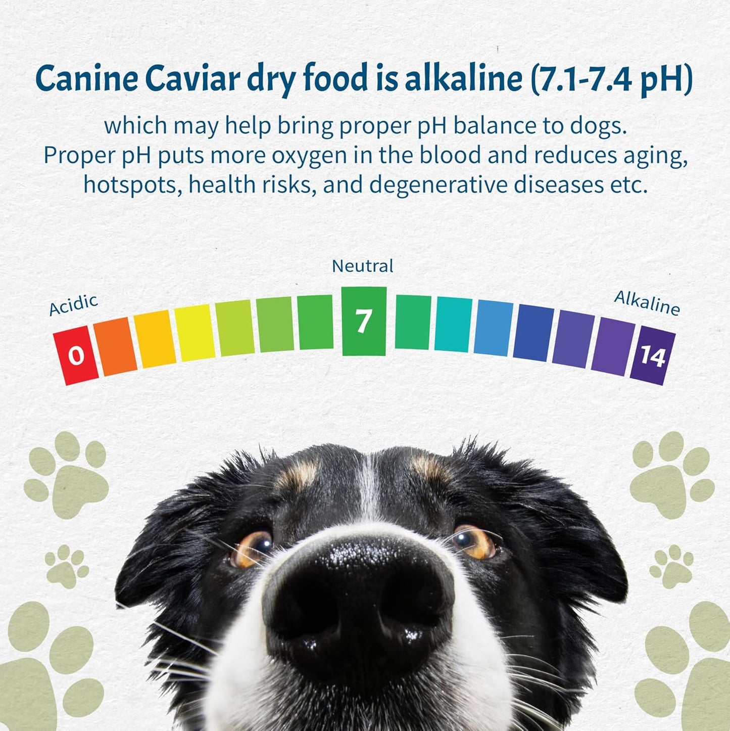Canine Caviar - Open Sky: Duck & Teff Alkaline Dry Dog Food, Limited Ingredients, Gluten-Free, Based on Science & Research, Veterinary Alternative Diet (11 Pound Bag)