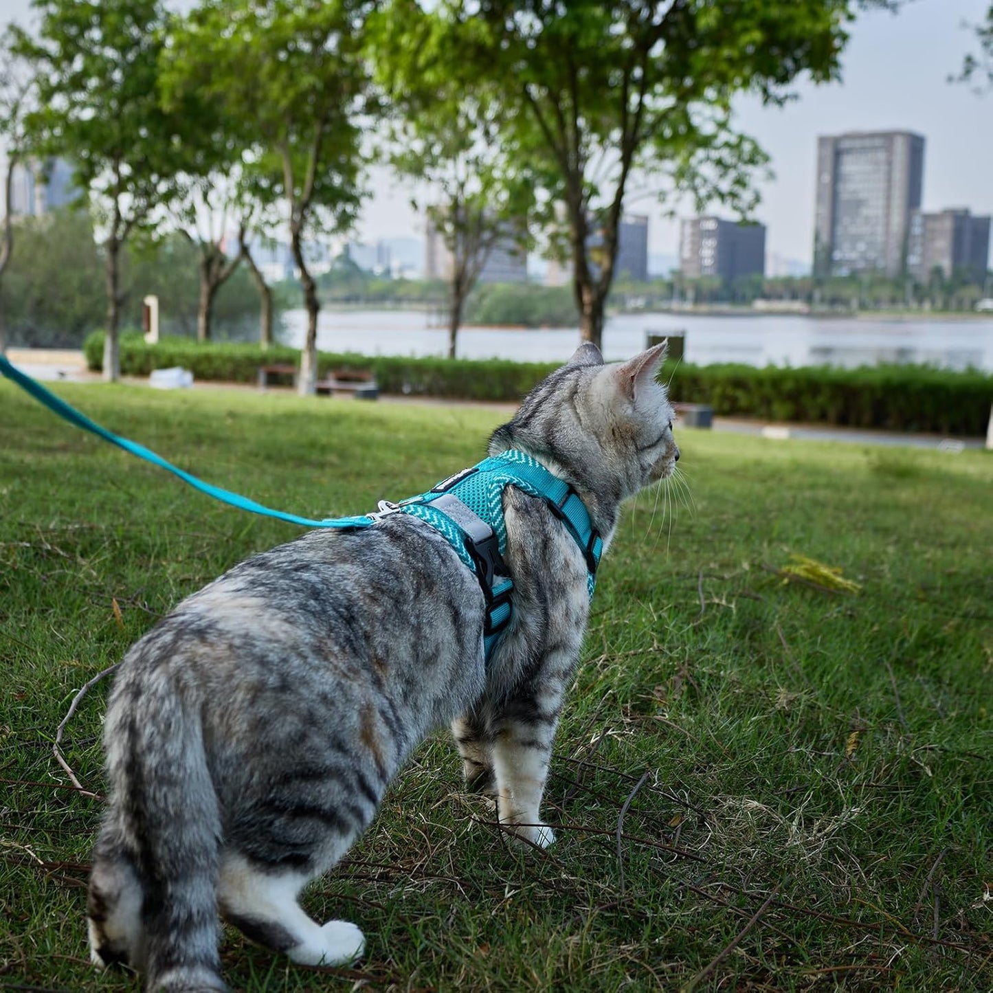 Cat Harness and Leash Escape Proof Extra Large Kitten Harness Maine Coon Cat Vest for Walking Travel, Turquoise, XXL