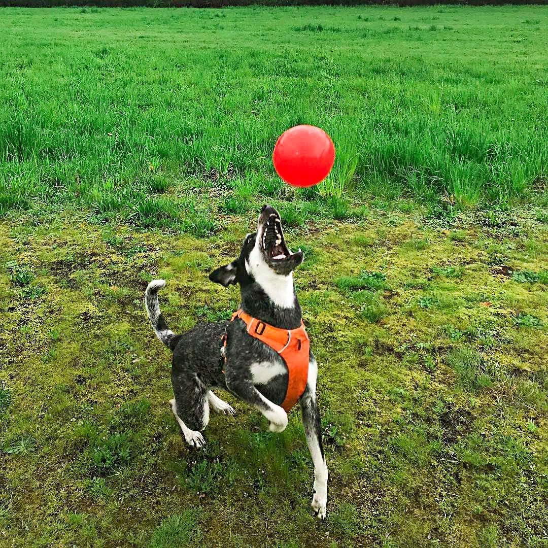 Jolly Pets Bounce-n-Play Dog Toy Ball, Orange, 4.5 Inches/Small, Model Number: 2545 OR