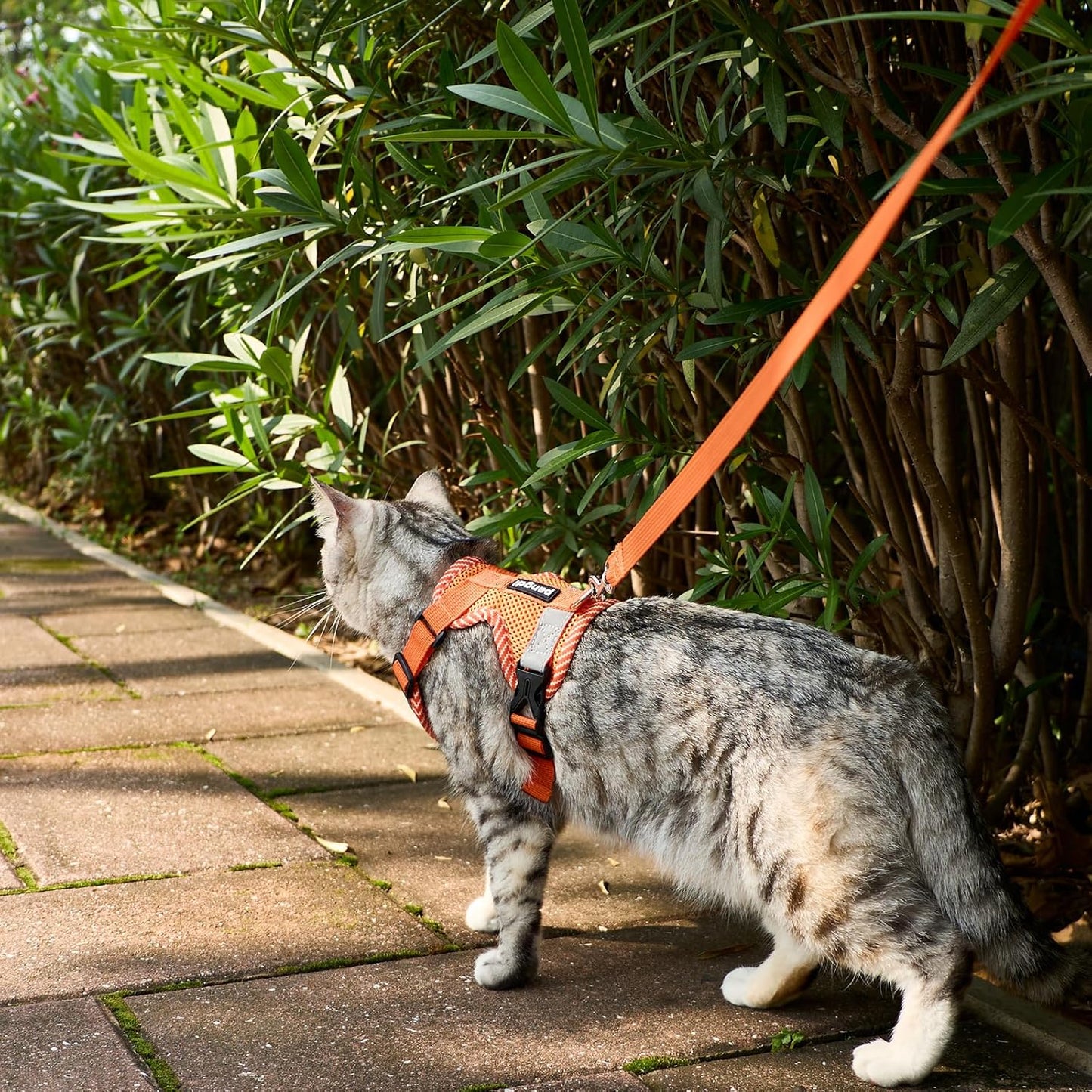 Cat Harness and Leash Escape Proof Small Kitten Harness Abyssinian Cat Vest for Walking Travel, Orange, S