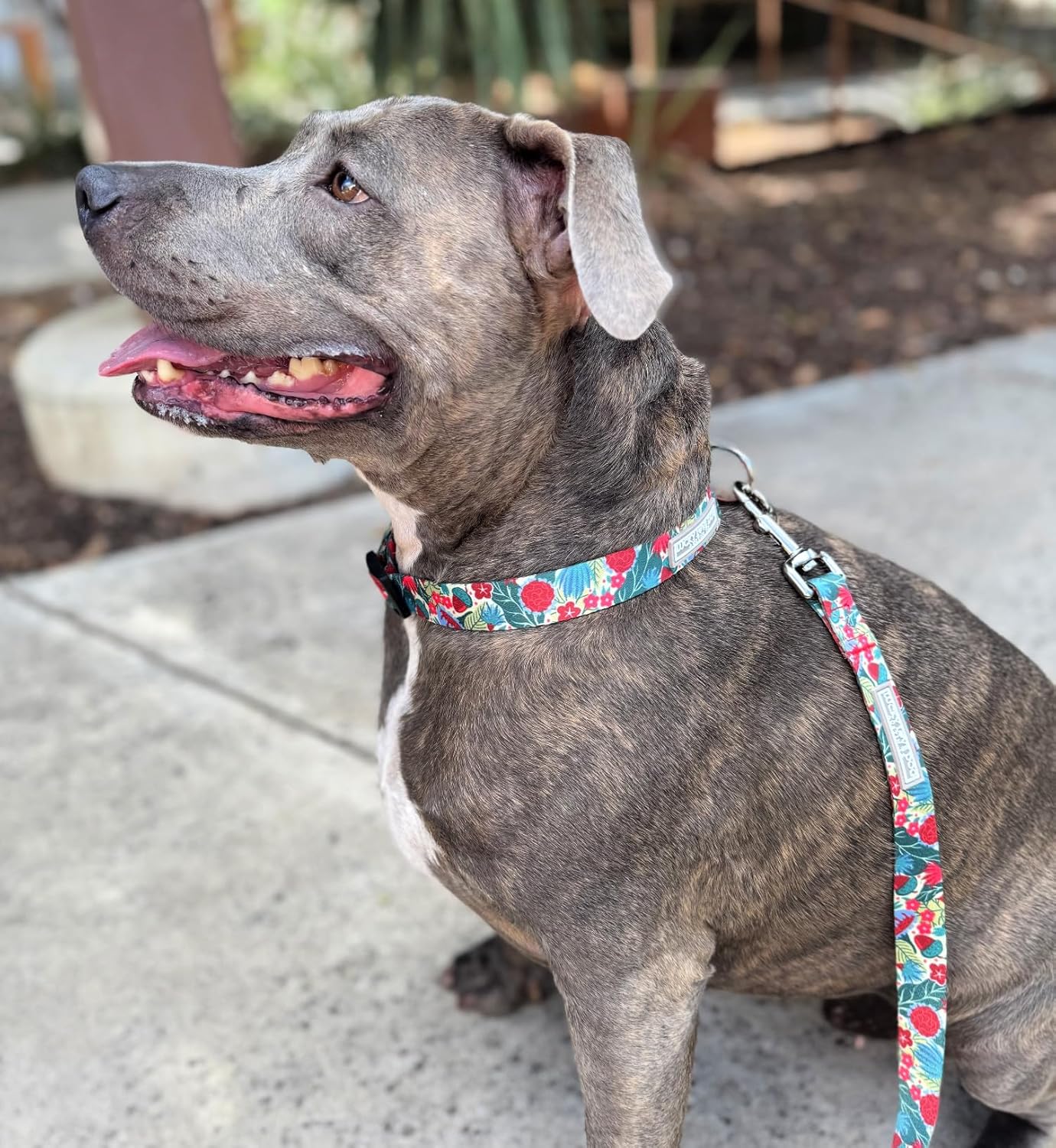 Lucky Love Dog - Easy Click Buckle Dog Collar with Leash Set Combo, Durable & Comfortable for Male & Female Dogs, Pet Collar for Small to Large Dogs, Secure Fit - Ginny Combo, Medium