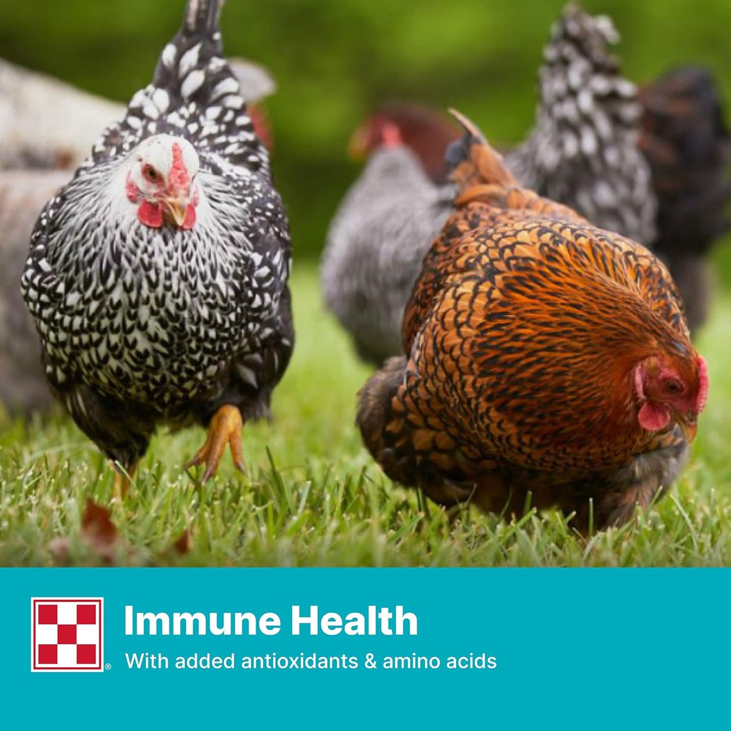 Purina® Layena® Crumbles Chicken Food, 50 Pound Bag