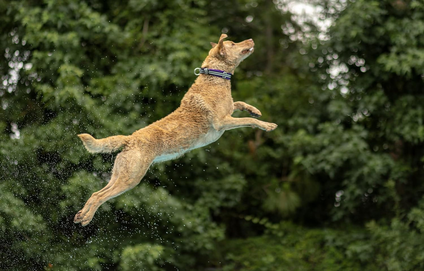 ComfortFlex Martingale Collar for Dogs - Made in The USA - 1.5" Wide, Reflective, Adjustable, Fully Padded Nylon, Gentle Control, Escape-Proof, Limited Slip Design, Medium, Purple