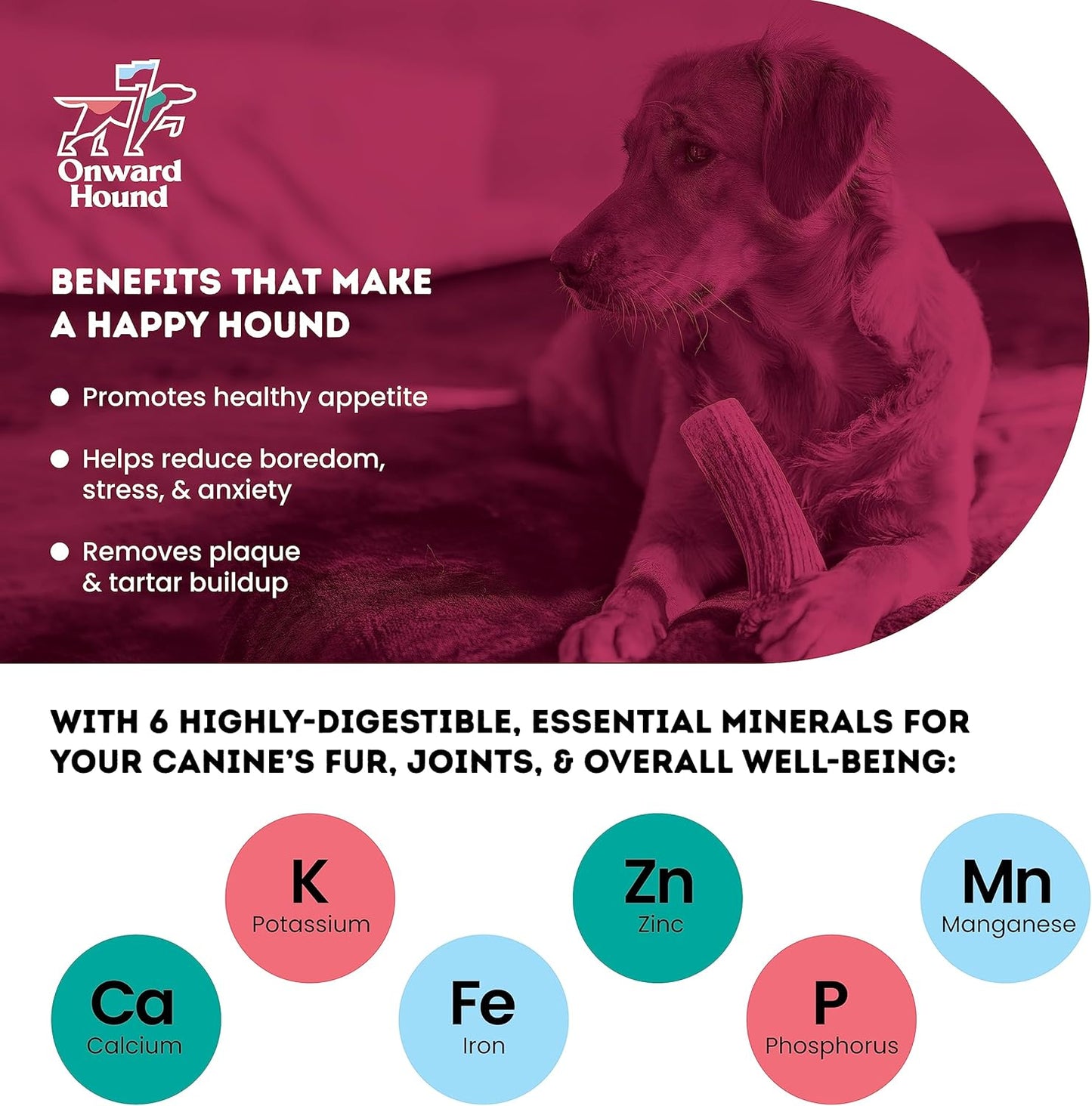 Onward Hound Elk Antlers for Dogs, 6"+ Medium 1-Pack, Grade A Long Lasting Chew for Aggressive Chewers, Premium USA Naturally Shed Antler - Healthy, No Odor, Durable Dog Chew for 15-35lb Breeds