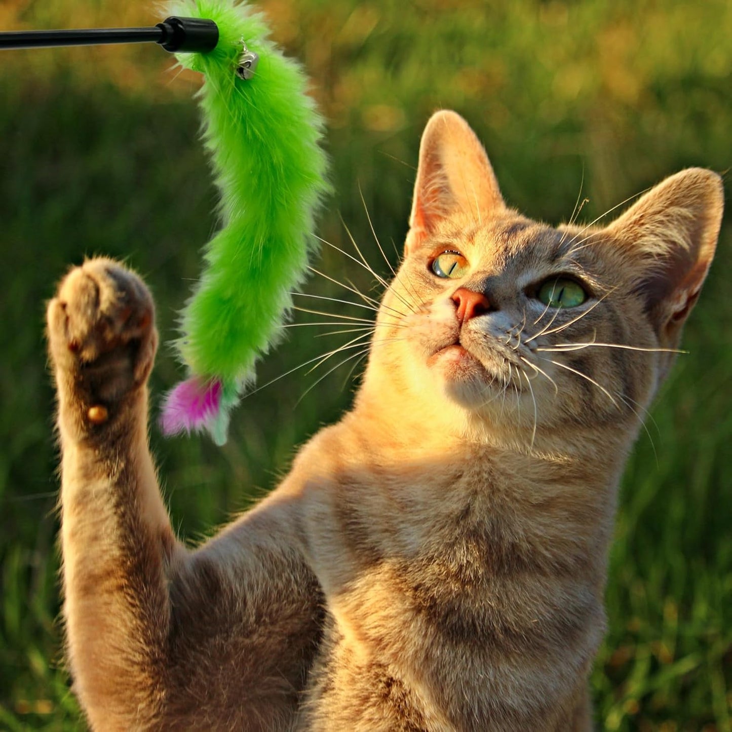 Cat Wand Feather Toys, 6 Pieces Interactive Cat Feathers Teaser Toy for Indoor Cats Play