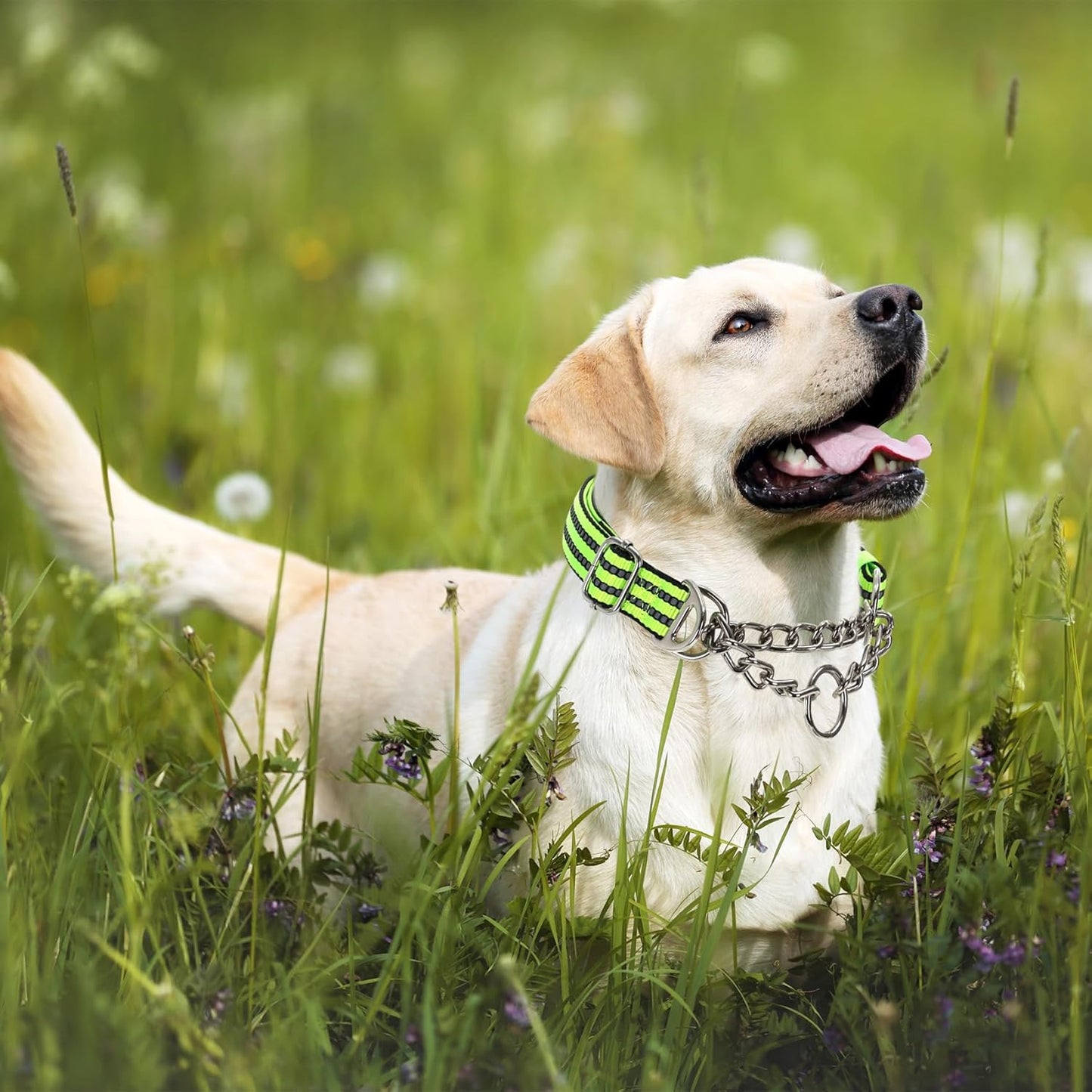 Martingale Collar Dog with Reflective,Nylon Soft Padded Adjustable Choke Collar for Large Breed Dogs, Medium, XL, XXL - Training & Walking Pet Safety Collar (Green L)