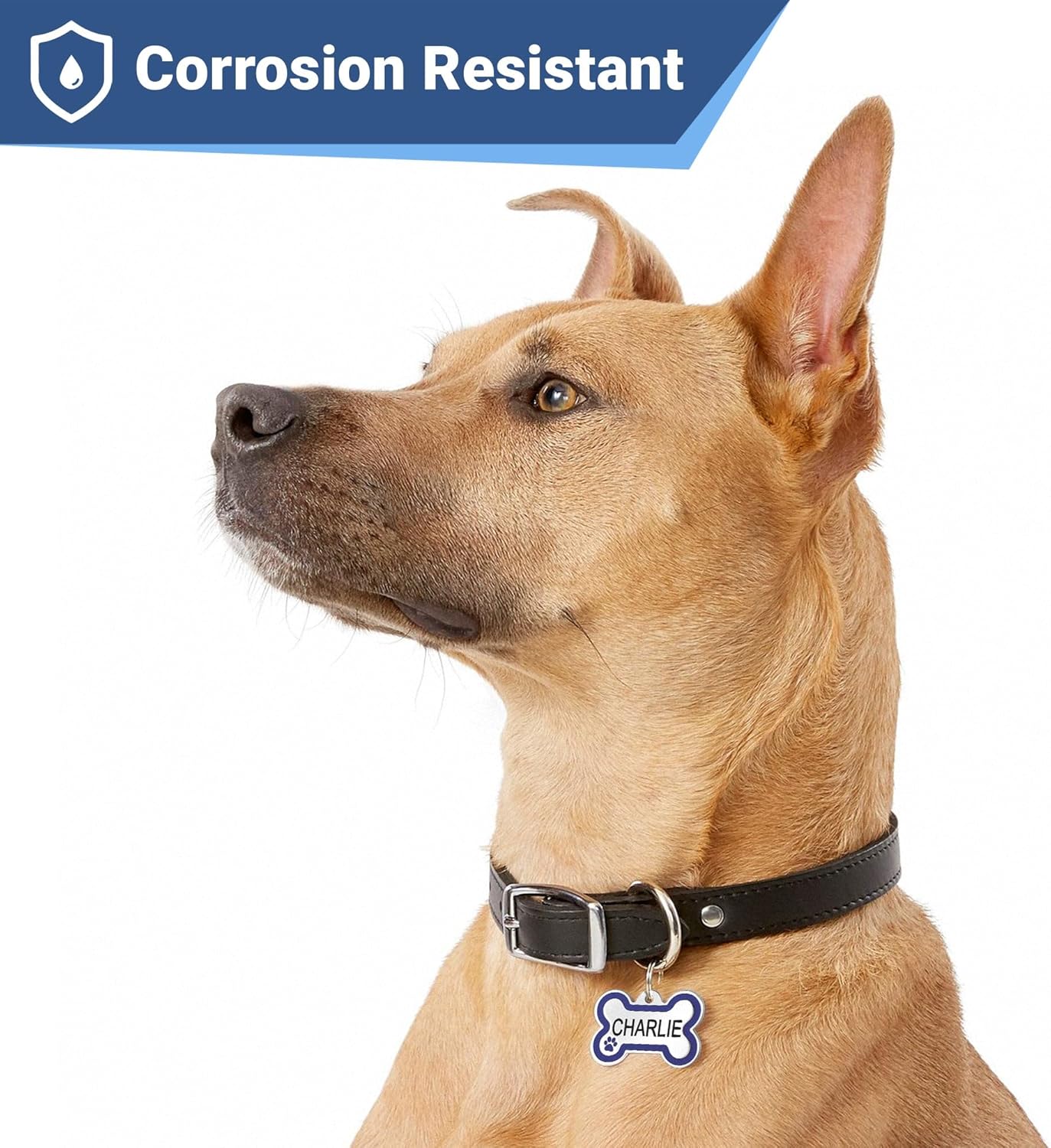 GoTags Stainless Steel Bone Dog Tag with Color Outline and Paw Print, Personalized Pet ID Tag for Dogs and Cats, Custom Engraving with up to 5 Lines of Text on Both Sides (Vanilla, Small)