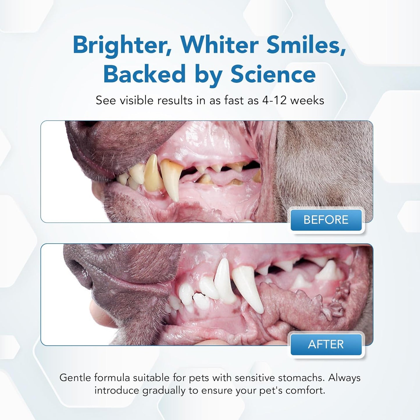 Dental Powder for Dogs - Plaque Control & Tartar Remover, Breath Freshener with Probiotics, Vitamins & Natural Extracts - Perio Support Powder for Dogs, 2.82 oz (80g)