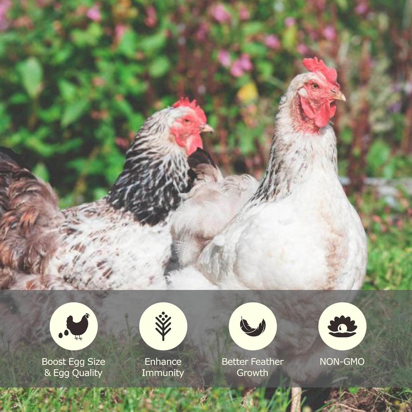 11 LBS Dried Mealworms, Non GMO, High Protein Treat for Chicken, Duck, Birds, Reptile, Hamster,Hedgehog