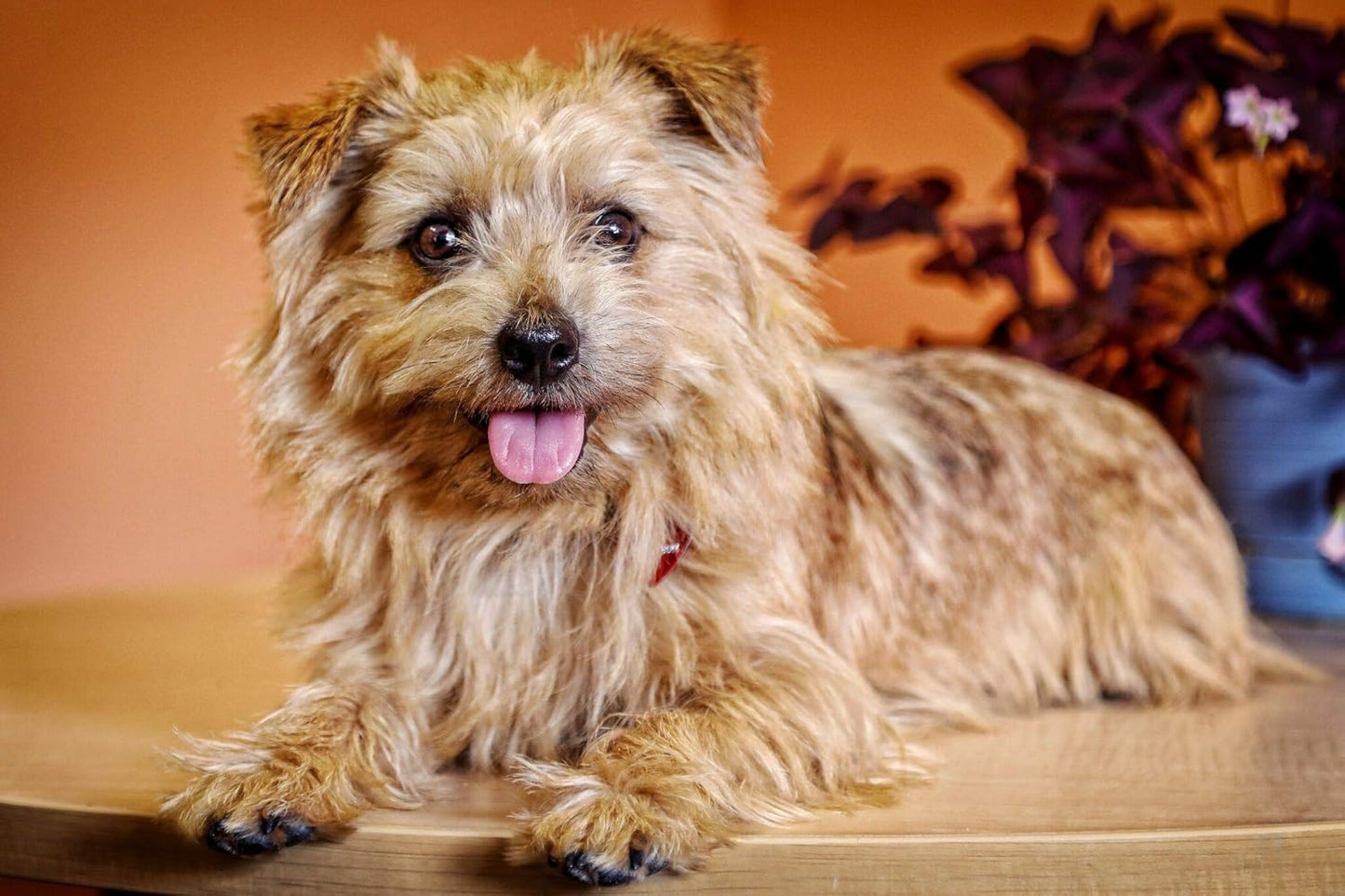 In Clover Grin Daily Dental Care Chews for Dogs, Grain Free Formula for Clean Teeth and Fresh Breath, Scientifically Formulated, Stop Plaque and Tartar with Antibacterials and Prebiotics, 4oz/25ct