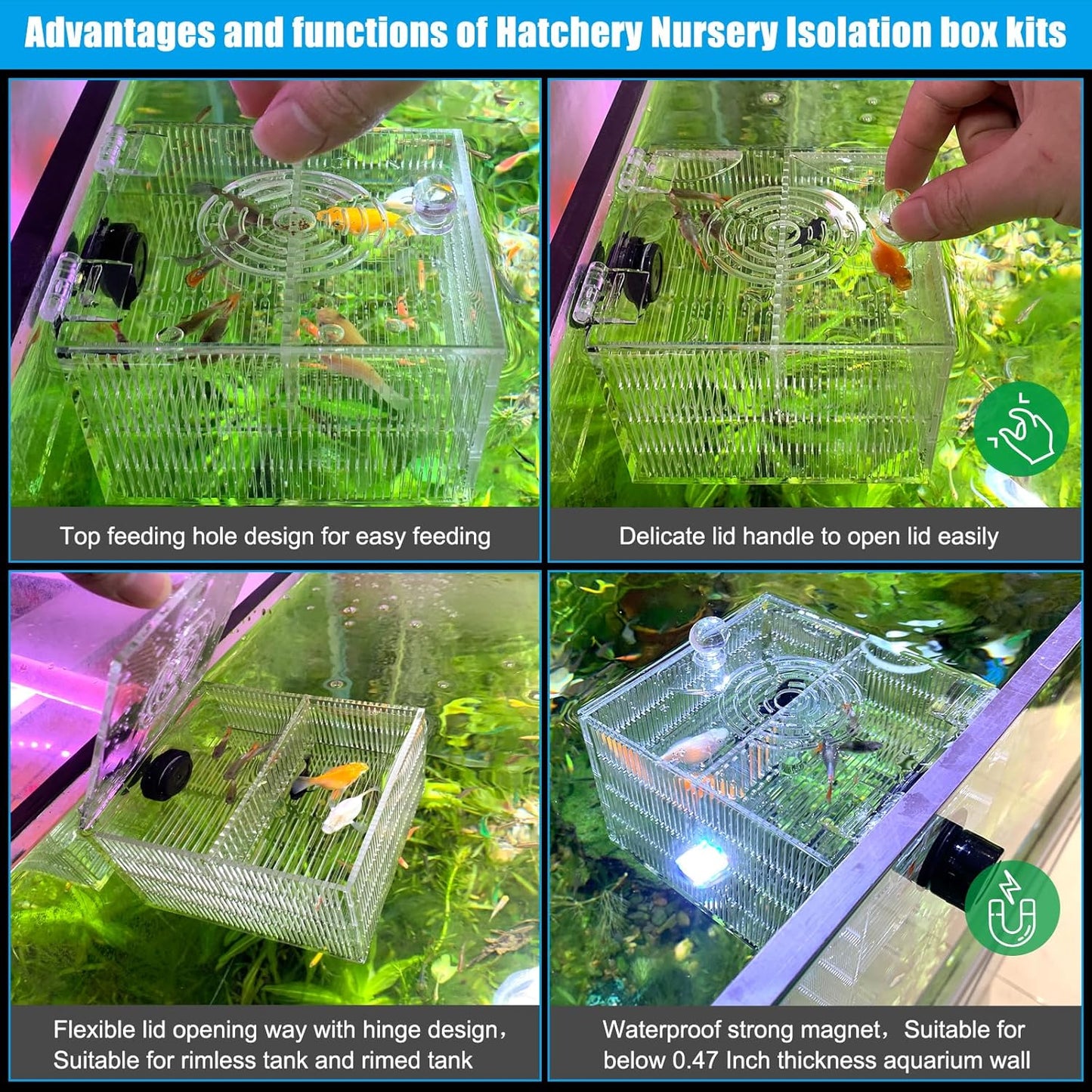 Magnetic Fish Breeder Box for Isolation Boxes (4.71 Inch with 2 Divider（Sealed Bottom Version）)