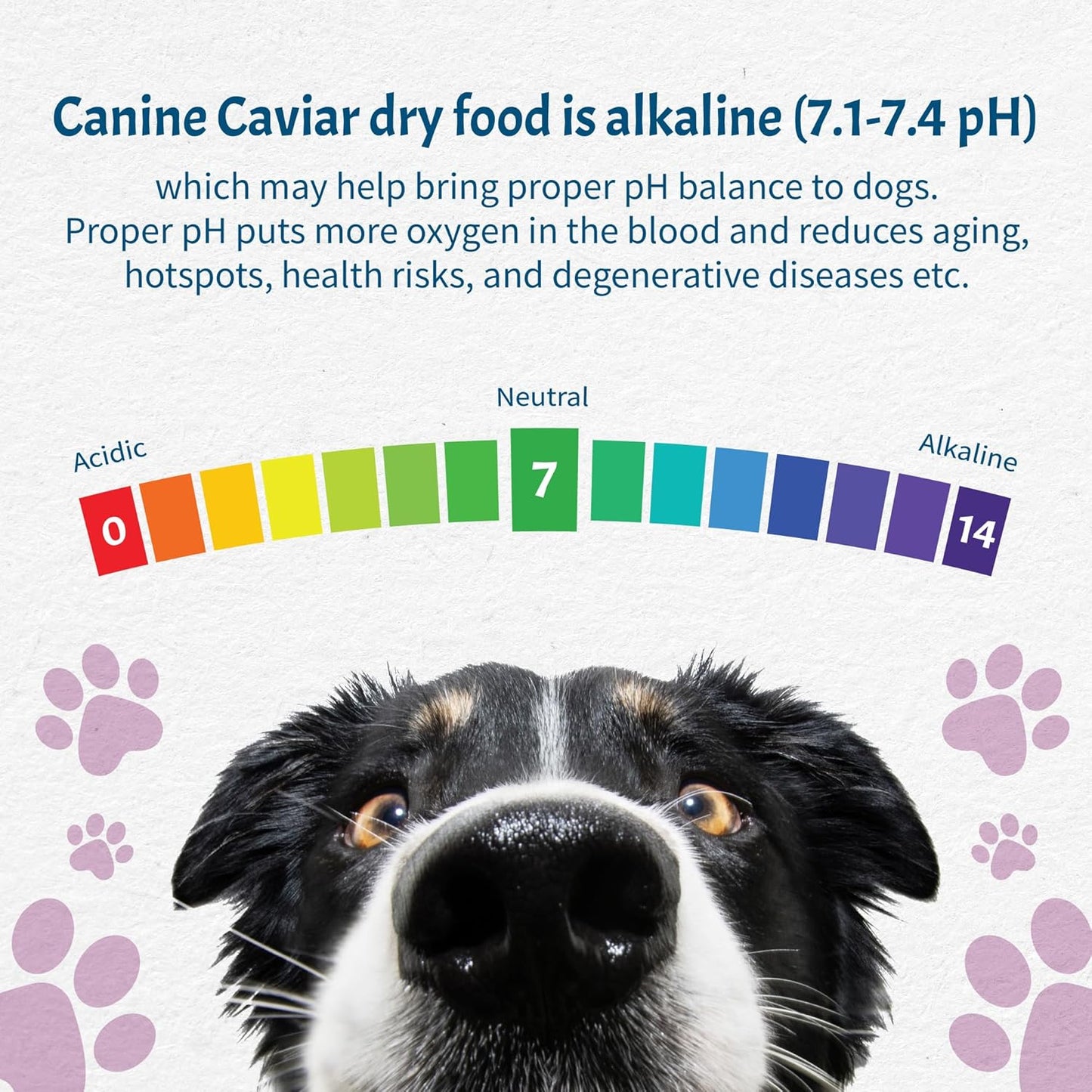 Canine Caviar - Leaping Spirit: Venison & Pearl Millet Alkaline Dry Dog Food, Limited Ingredients, Gluten-Free, Based on Science & Research, Veterinary Alternative Diet (4.4 Pound Bag)