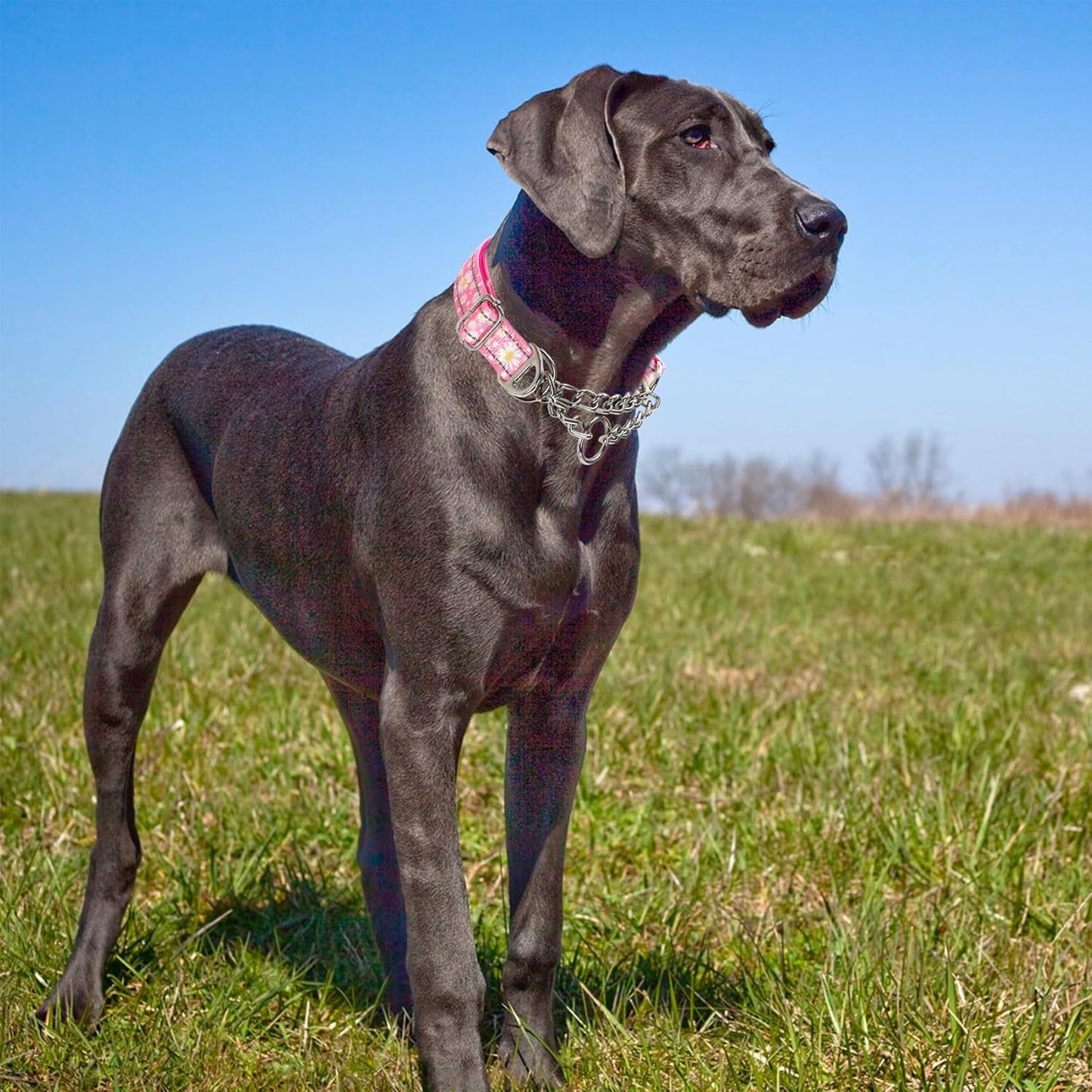Martingale Collar for Dogs with Pink Daisy,Reflective Nylon Adjustable No Pull Dog Training Chain Collar Training, Walking, Hunting for All Breeds(Pink Daisy XXL)