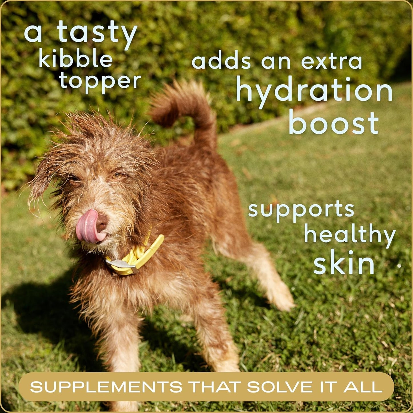 Native Pet Dog Wellness Bundle: Beef Bone Broth (48 Servings), Daily Multivitamin (30 Scoops), Pumpkin Fiber Support (30 Scoops), & Omega Oil for Dogs Skin, Coat and Joints (8 Oz.)