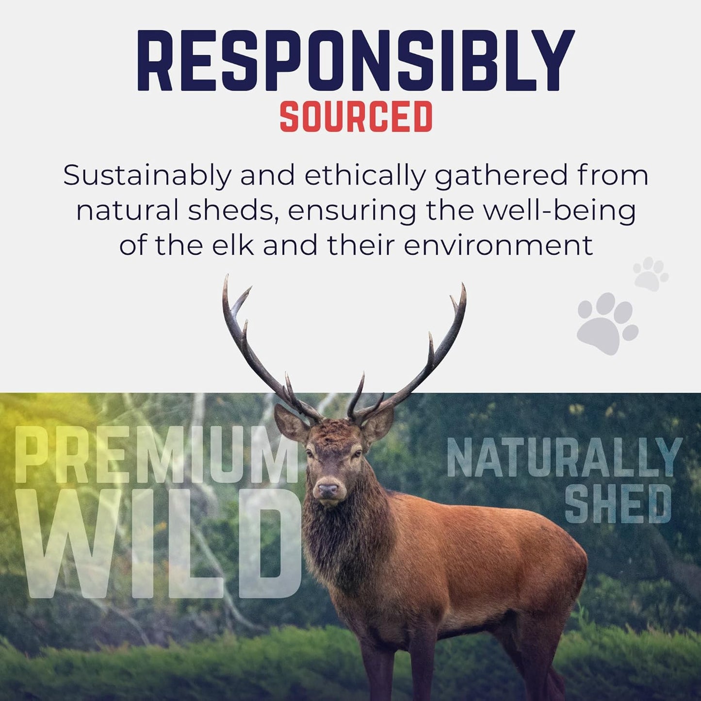 Devil Dog Pet Co. Elk Antlers for Dogs, Extra Large 7"+, 1 Pack, Grade A Long Lasting Chew for Aggressive Chewers, Premium USA Naturally Shed Antler – Healthy, No Odor, Durable Dog Chew