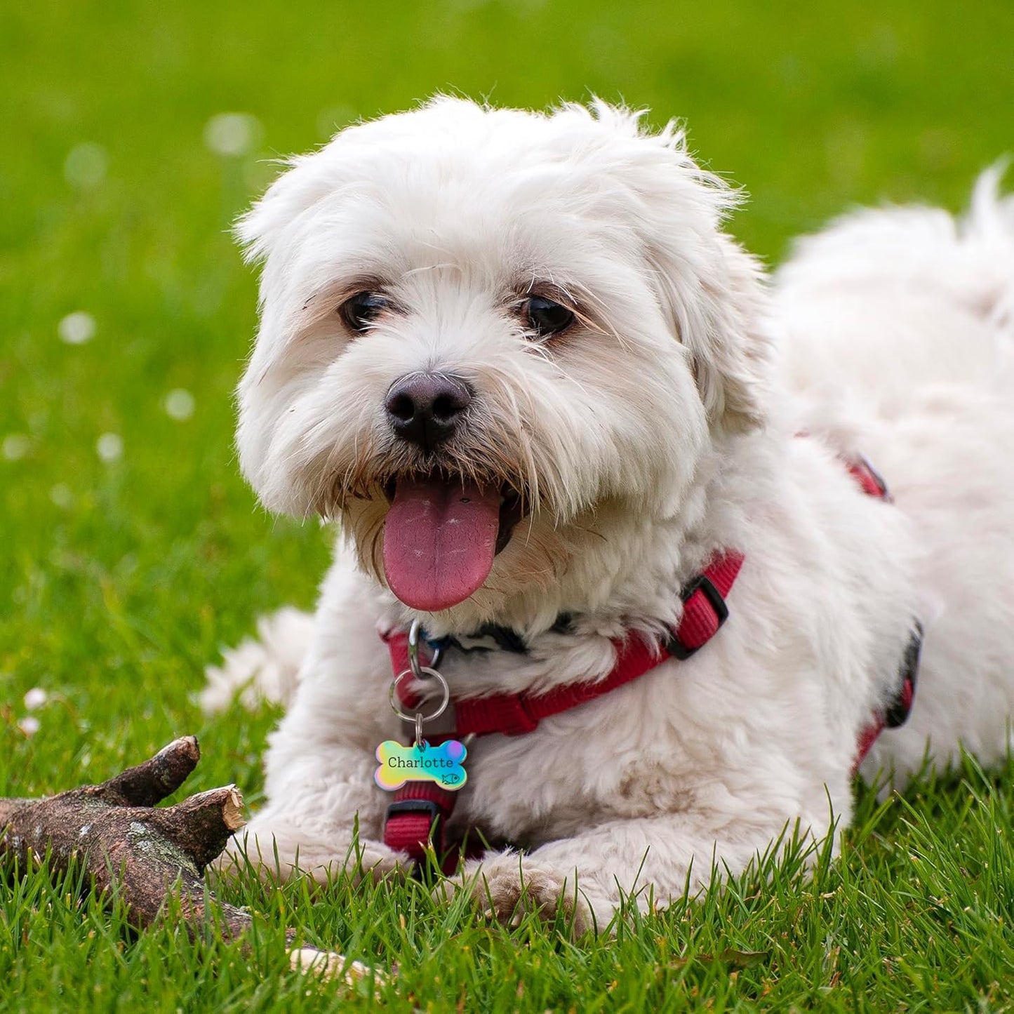 Anavia Small Size Dog Cat ID Tags, Small/XS Personalized Color Plated Stainless Steel Puppy Kitten Name Tags, Customized Engraved Nameplate Pet Collar Tag (Blue, Bone)