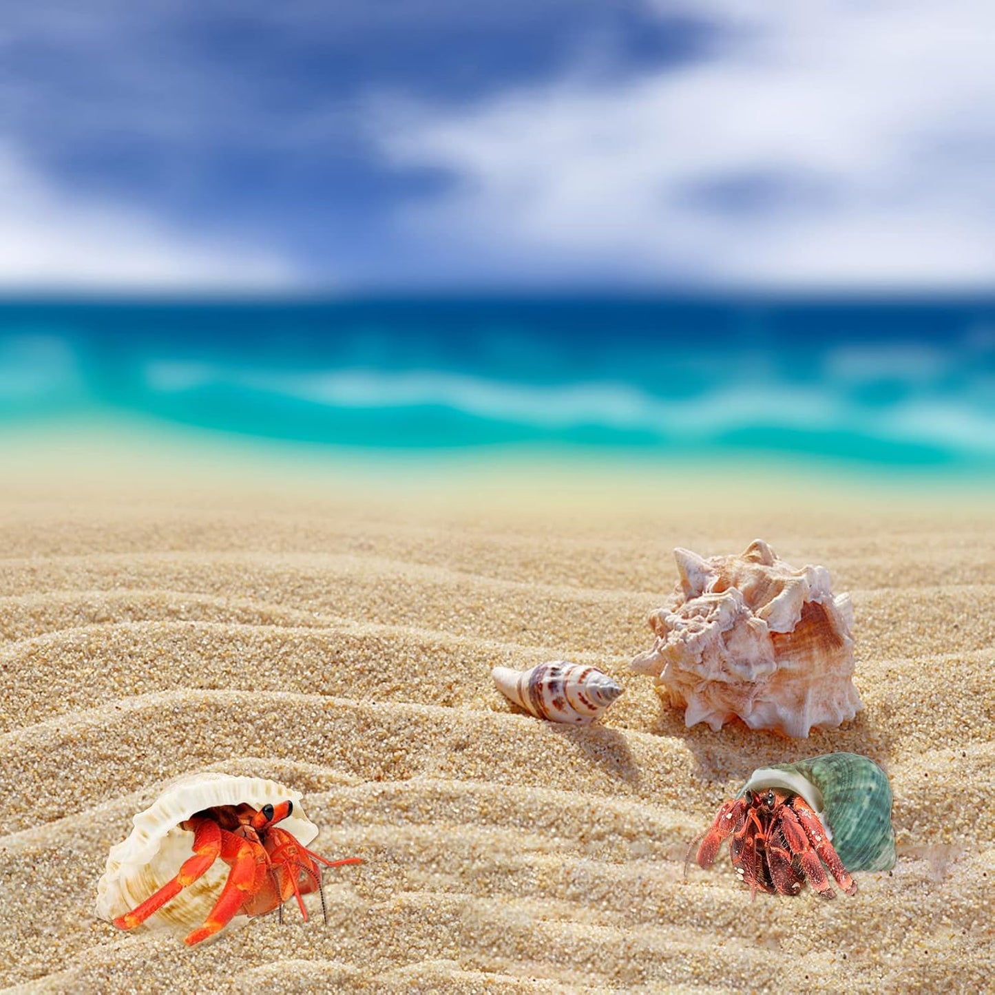 Hermit Crab Shell - Openning Size 0.6"-2" Medium to Large Growth Turbo Seashells Natural Sea Shells for Hermit Crab Supplies, Aquarium Décor, Nautical Decoration (12 Pcs)