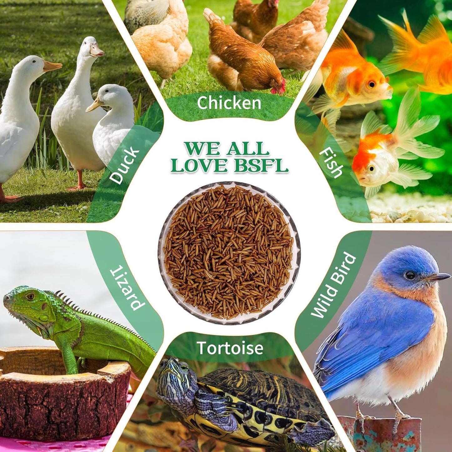 KAYHEN Dried Black Soldier Fly Larvae 10LB Non-GMO BSF Larvae for Chickens More Calcium Than Mealworms High-Protein Chickens Treats for Layer Hens Wild Birds Ducks