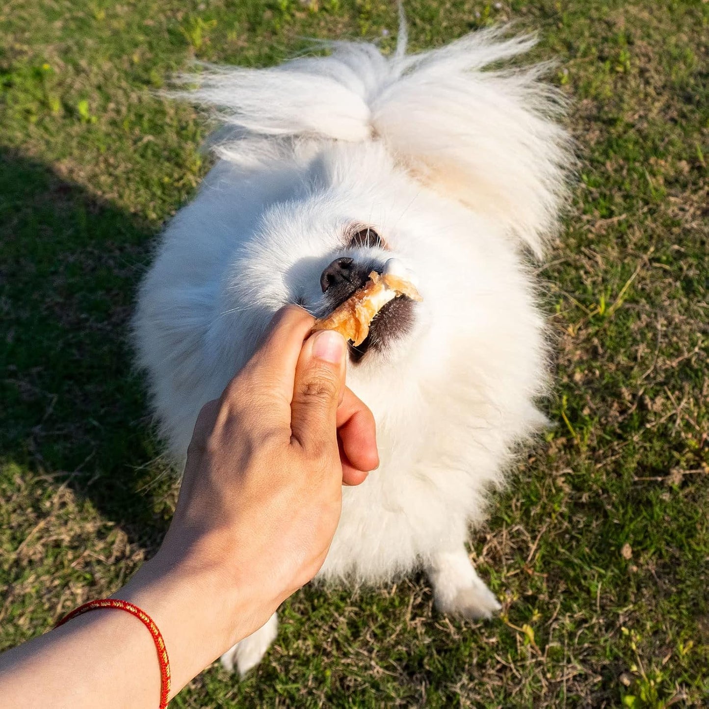 MON2SUN Dog Treats, Chicken Wrapped Calcium Bones Without Rawhide, 2.3 Inch Training Treats for Teeth Cleaning and Fresh Breath, Chews for Puppy and Small Dogs (56 Count - Pack of 1)