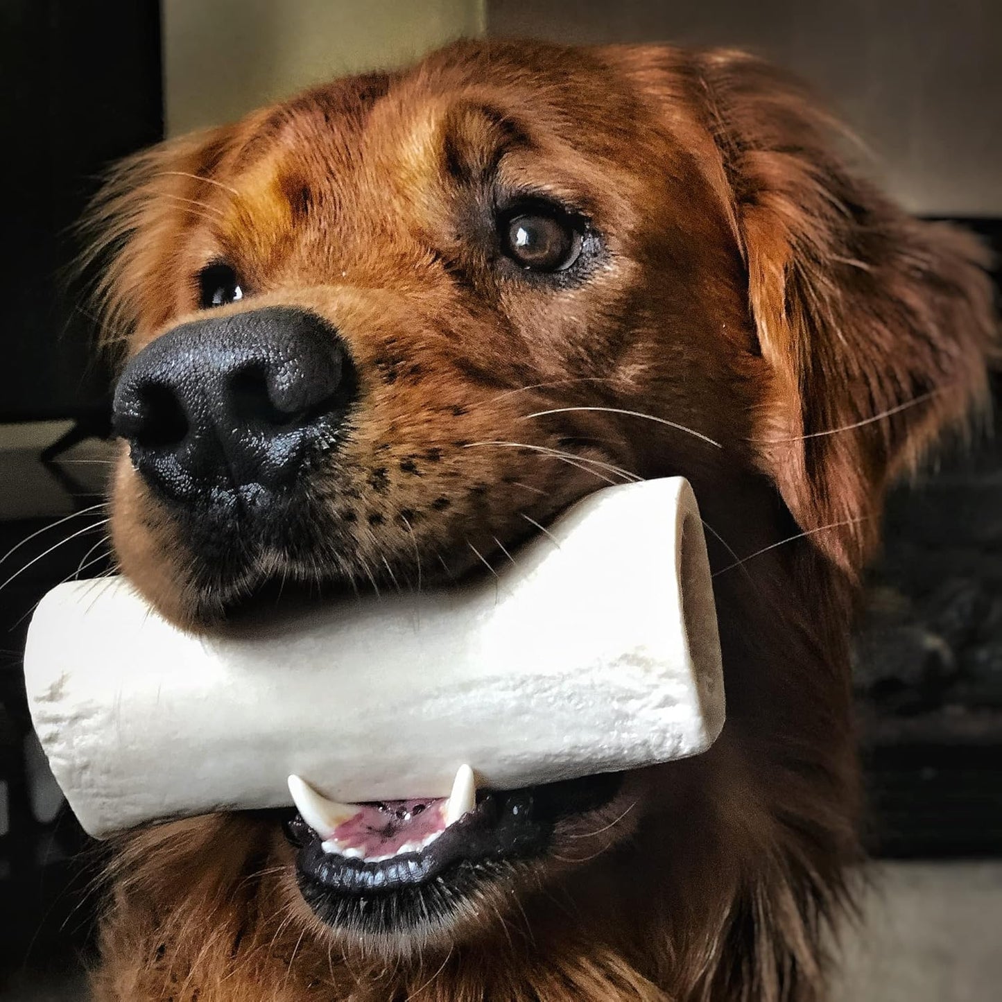 Best Bully Sticks 5-6 Inch Hollow Shin Bones for Dogs - 5 Count (Pack of 1) - Easily Digestible, Long-Lasting, Refillable Treat