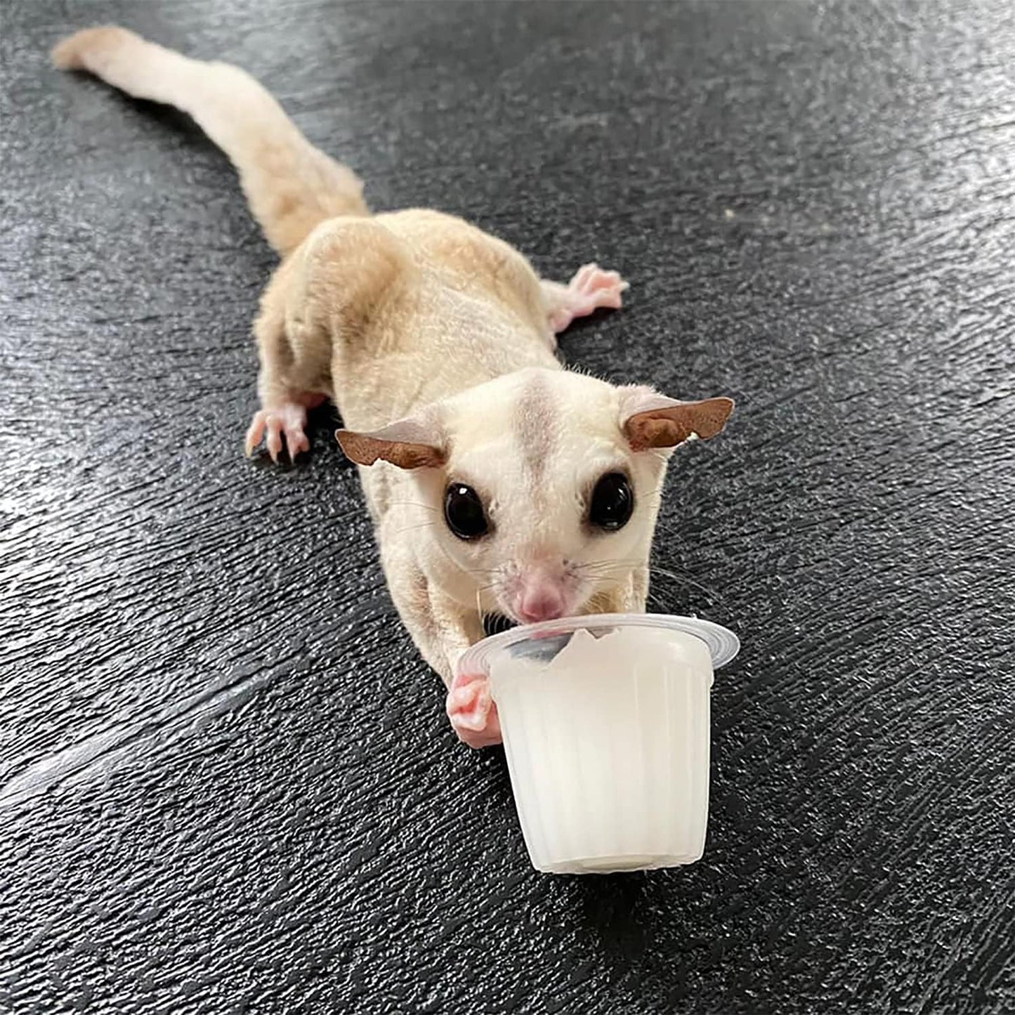 Nectar Pods (Honey) - Calcium-Fortified Jelly Fruit Treat - Sugar Gliders, Marmosets, Squirrels, Parrots, Cockatiels, Parakeets, Lovebirds, Conures, Hamsters, Geckos, Kinkajous & Other Small Pets…