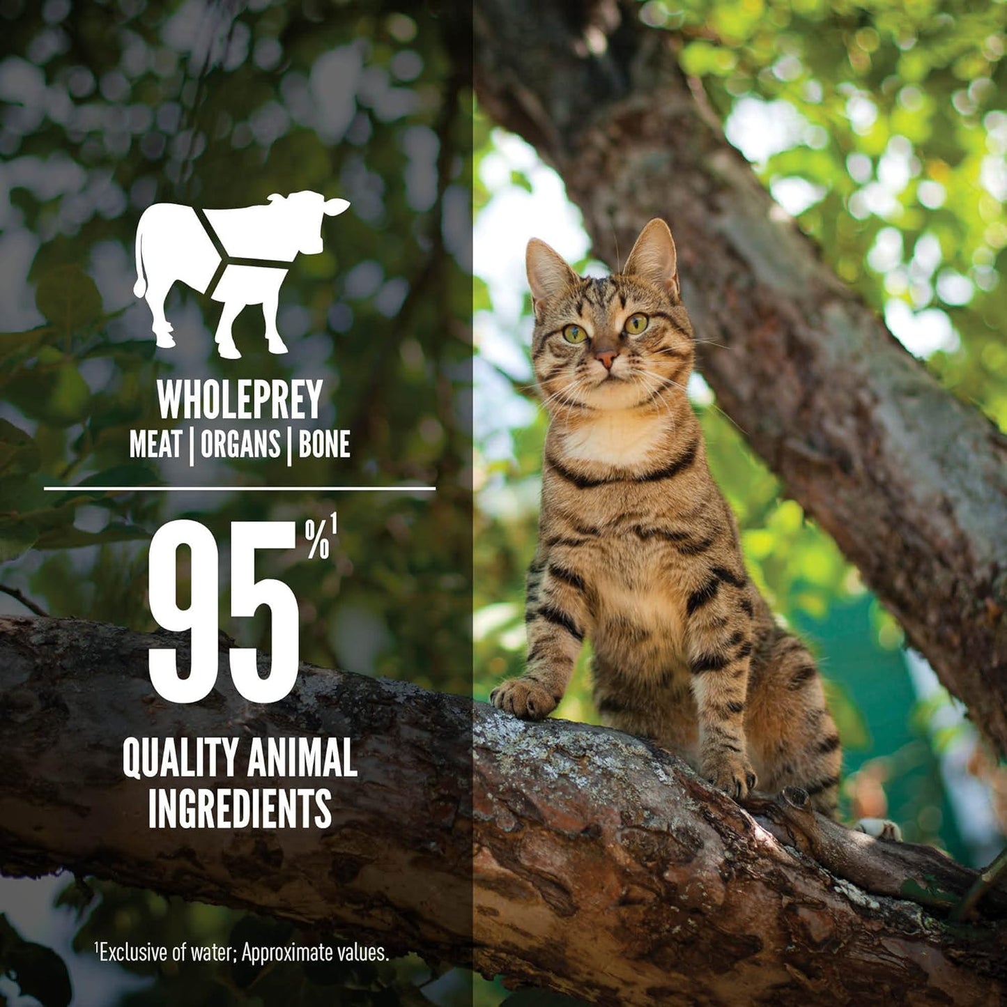 ORIJEN Premium Pate Wet Cat Food in Bone Broth Regional Red Entrée 5.5oz Cans (12 Count)