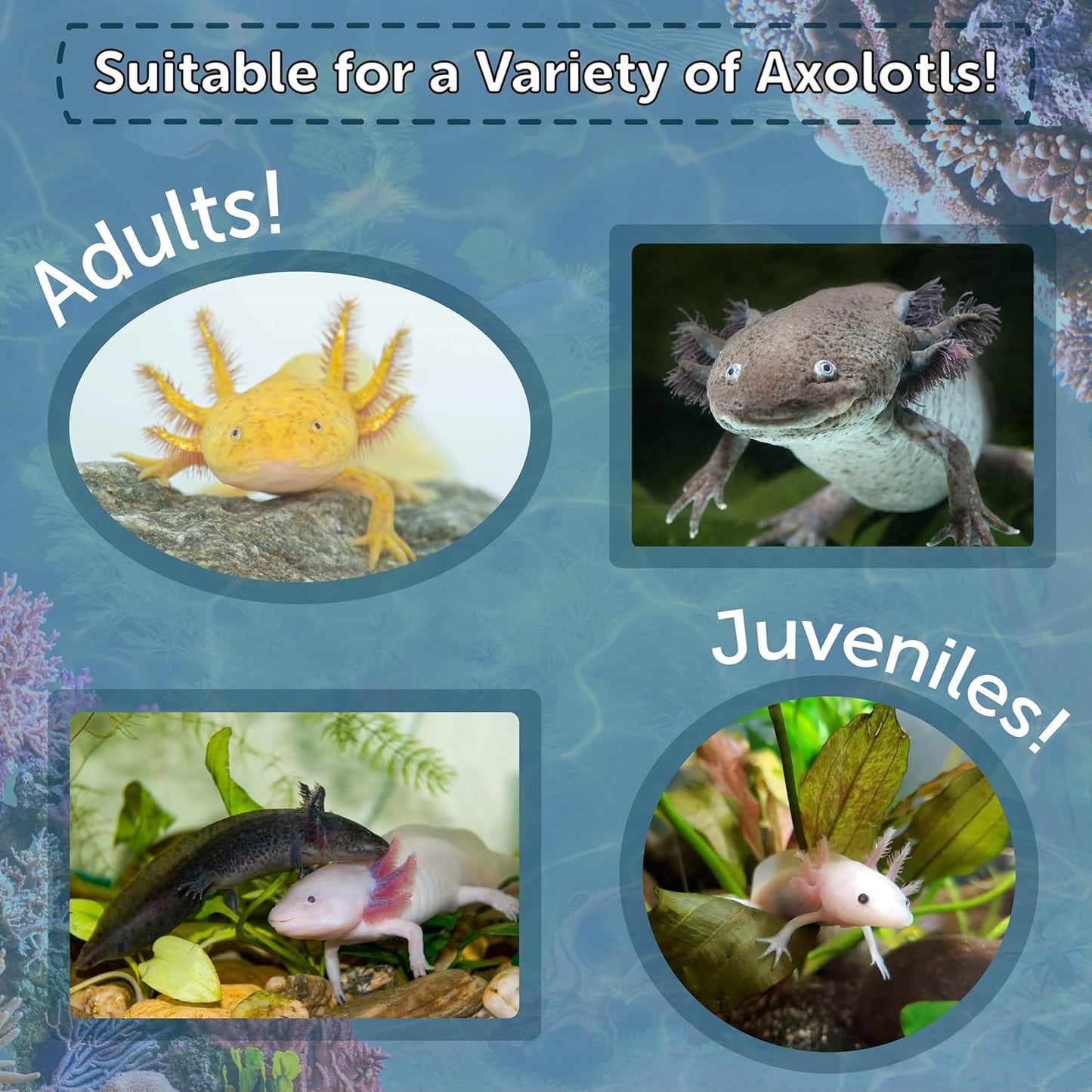 Aquatic Foods Inc. Axolotl Food, 1/8" Soft Moist Sinking Pellets, Rangen's Salmon Meal Pellets for Small Axolotl. Also Shrimp, Snails, Crabs, Bottom Fish, All Tropical Fish...11oz Small Jar