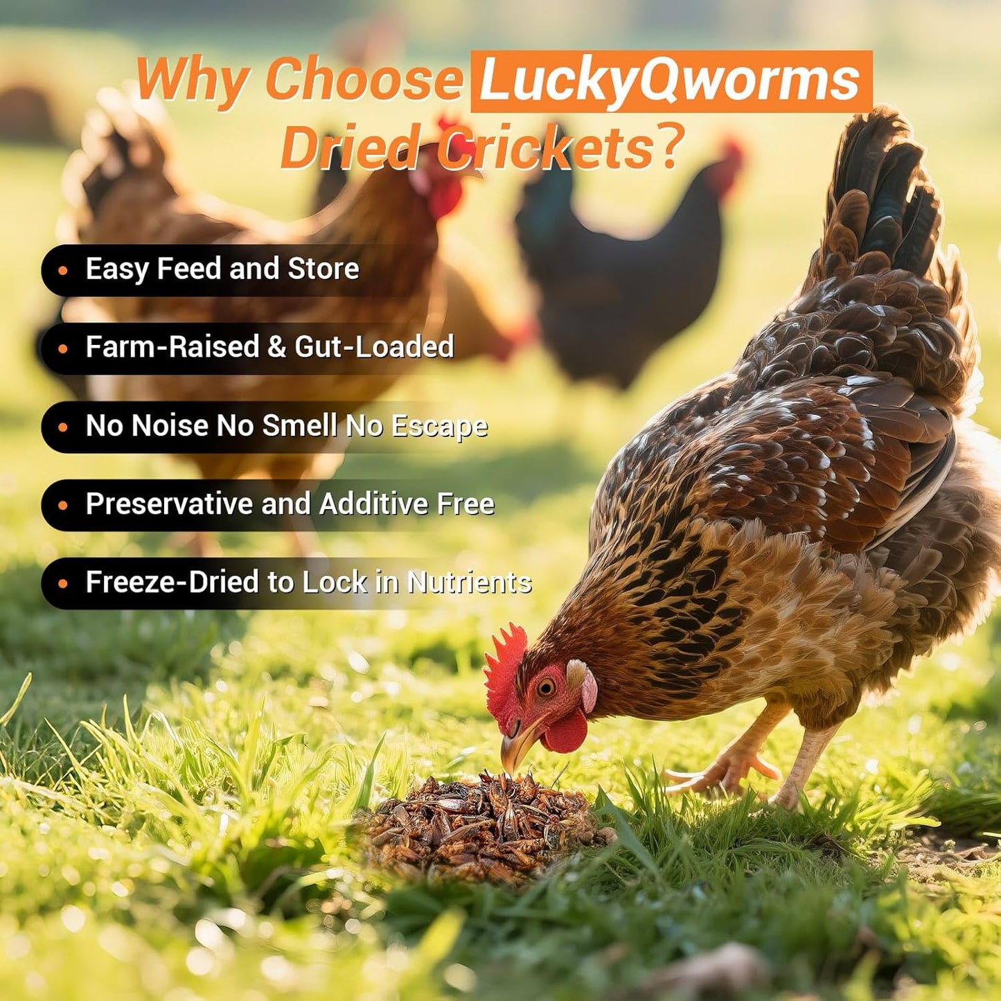 Dried Crickets 1 lb for Chickens, Wild Birds, Hedgehogs, Reptiles, Lizards, Bearded Dragons, Fish, Turtles - High Protein Natural Insect Food Resealable Bag