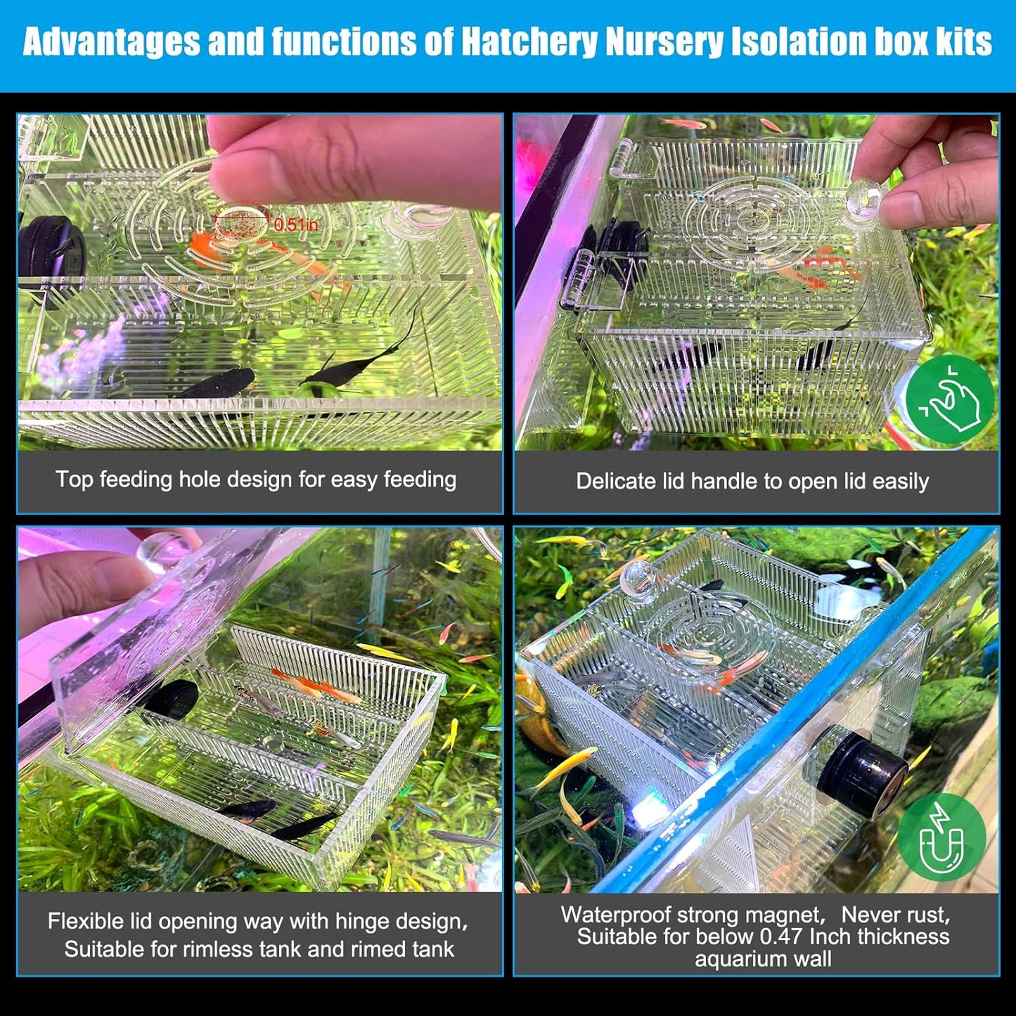 Magnetic Breeder Box for Tank Isolation Box Acclimation Hatchery Fish breeding Incubator with 3 Divider for Guppy Baby Betta Saltwater Anemones or Injured Fish（Sealed Bottom Version）