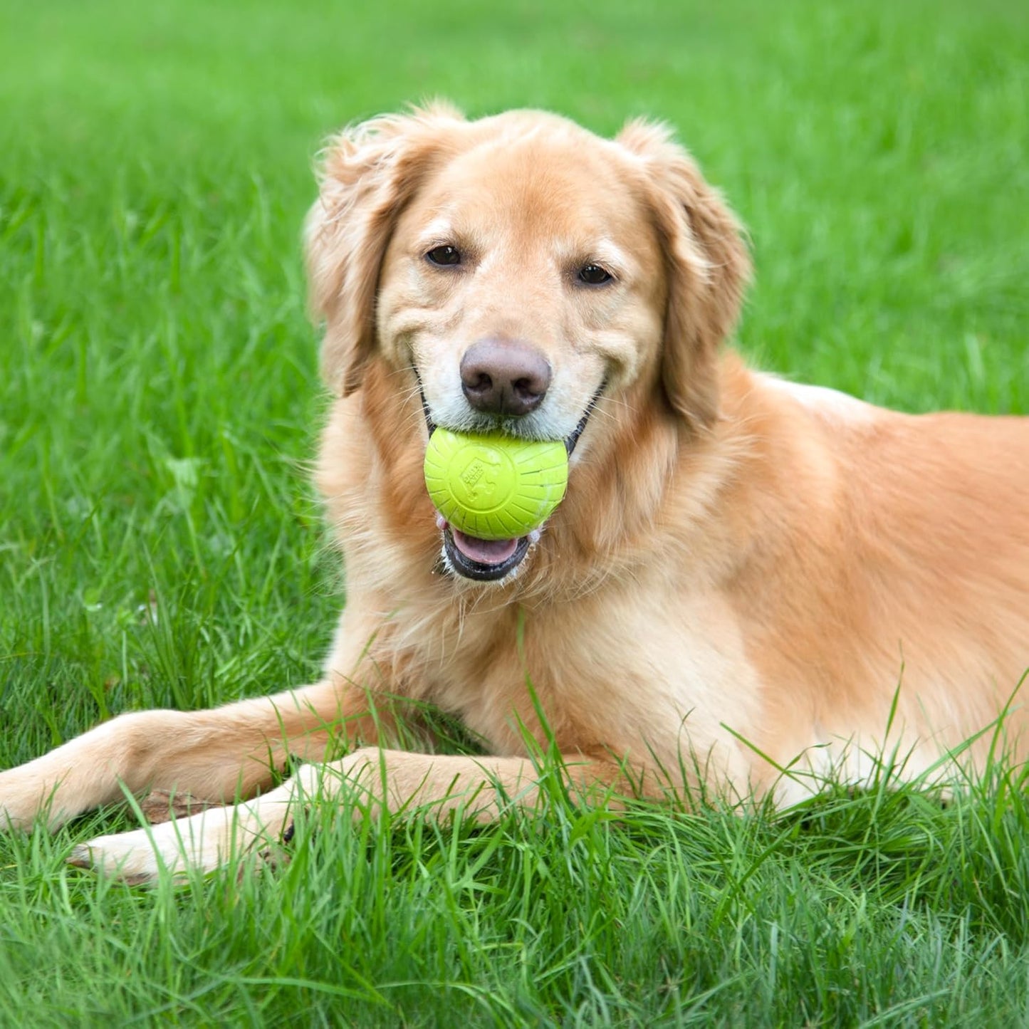 Chew King Supreme Dog Toy Collection, 2.5" 8 Pack