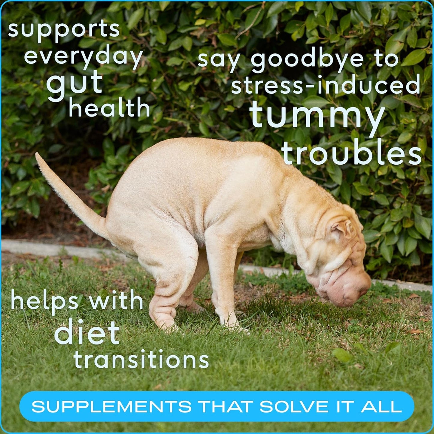 Native Pet Probiotic for Dogs (16.4 Oz.) & The Daily Dog Vitamins & Supplements (28 Oz.) - Vet Created Probiotic Powder for Digestive Issues & 11-in-1 Multivitamin with 21 Supplements & Vitamins