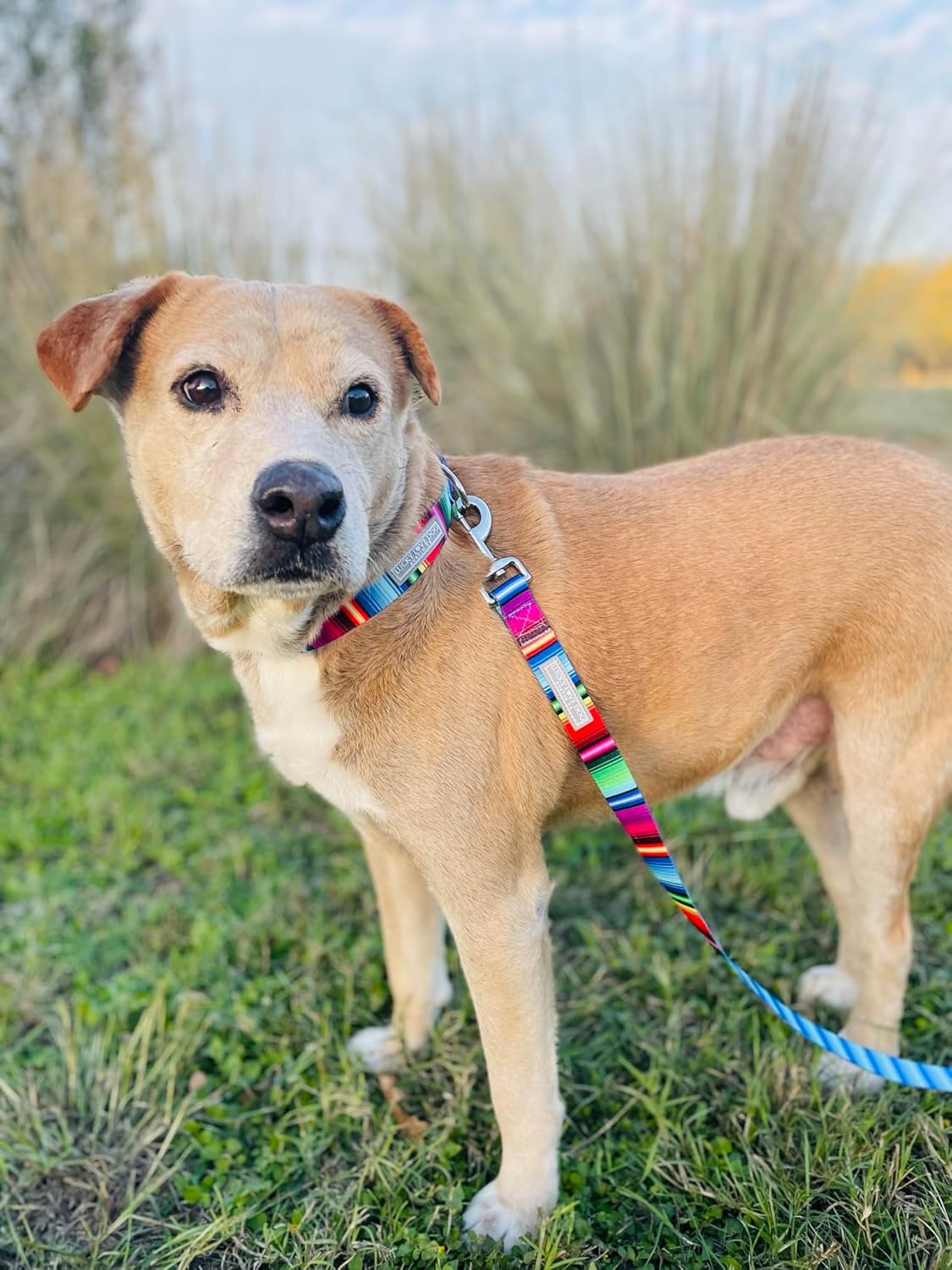 Lucky Love Dog - Adjustable Dog Collar and Leash Set with Easy Click Buckle for Small to Large Dogs, Durable, & Comfortable Collar for Male & Female Dogs, Puppies & Adult Ones - Nacho Combo, XS