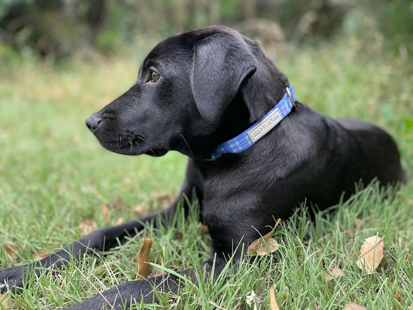 Lucky Love Dog - Adjustable Dog Collar with Easy Click Buckle for Small to Large Dogs, Durable, & Comfortable for Male & Female Dogs, Pet Collar for Puppies & Adult Ones - Scotty, XS