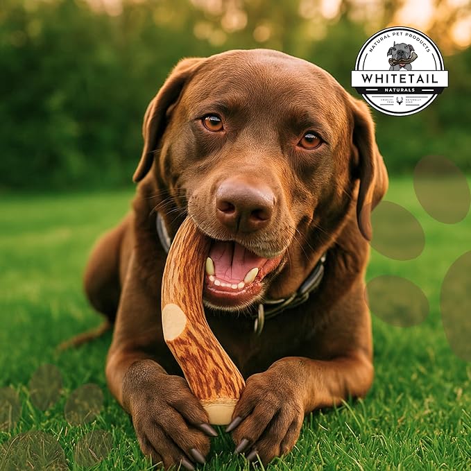 WhiteTail Naturals - Deer Antlers for Large Dogs - Long Lasting Antler Dog Chews - Crafted in USA, Naturally Shed Antler Dog Bones for Aggressive Chewers (Large (Pack of 1))