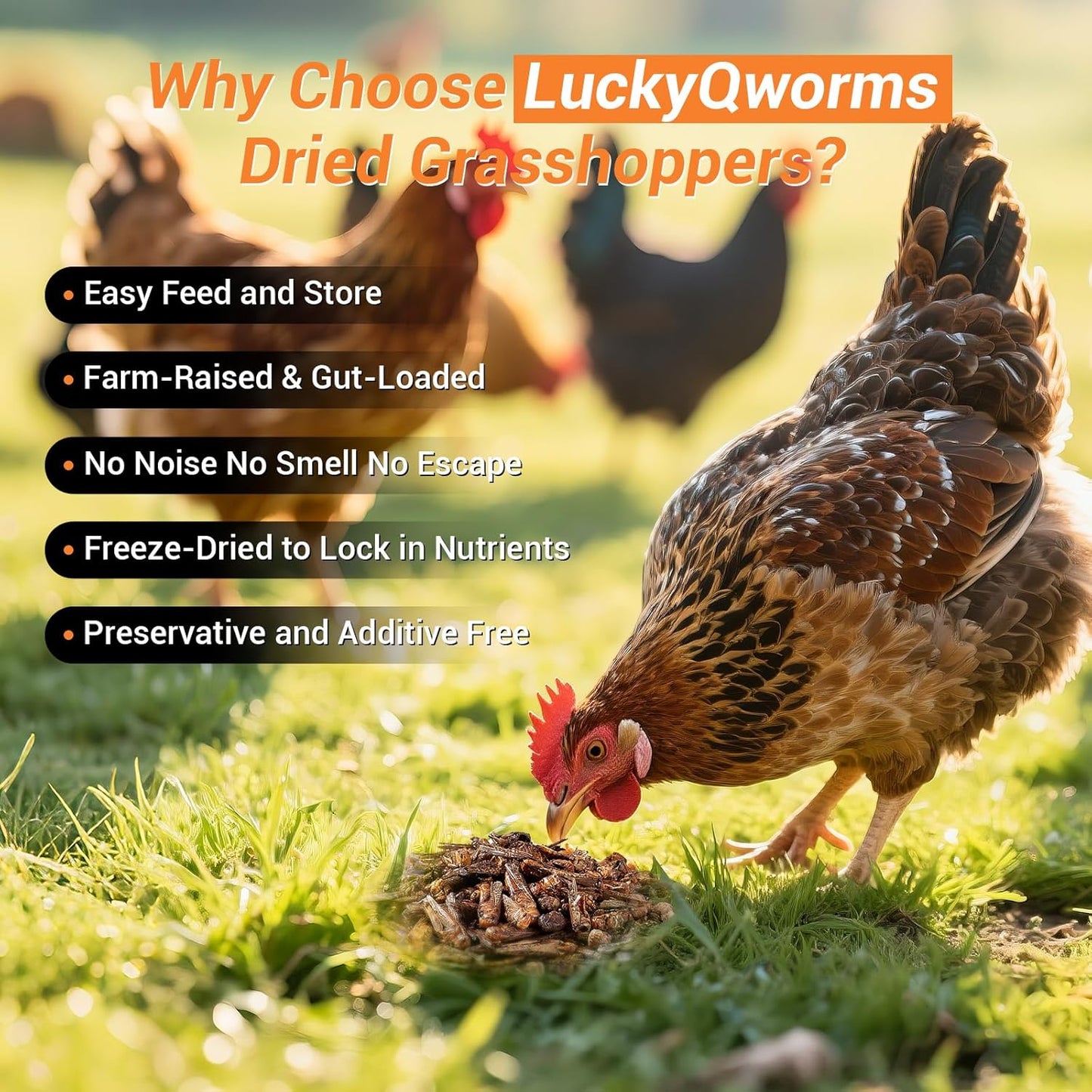 Freeze Dried Grasshoppers - High Protein Reptile & Bird Food, 1lb Resealable Bag for Bearded Dragons, Lizards, Hedgehogs | Natural, No Additives