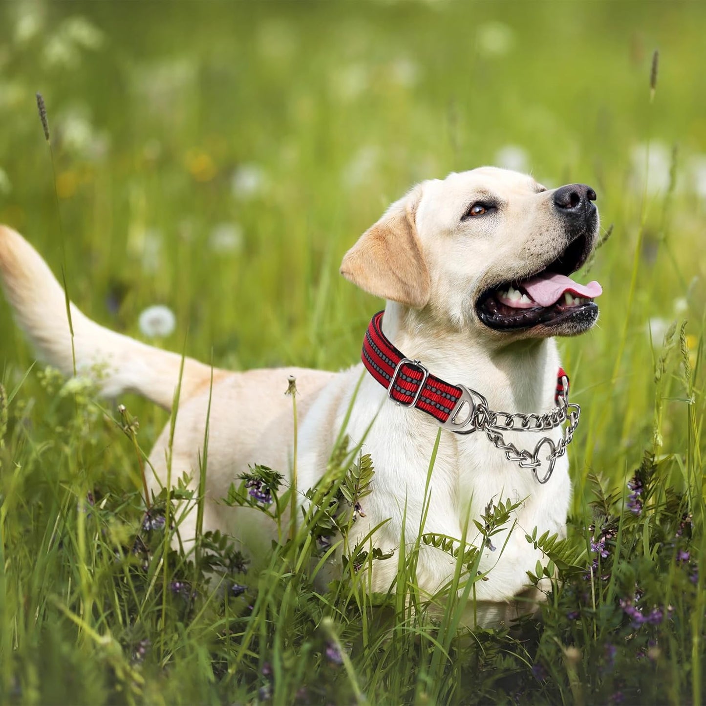 Martingale Dog Collar for Training,Adjustable No Pull Reflective Collar with Chain for Medium to Large Dogs Secure/Comfortable Walking Collar for Night Safety（Red L）
