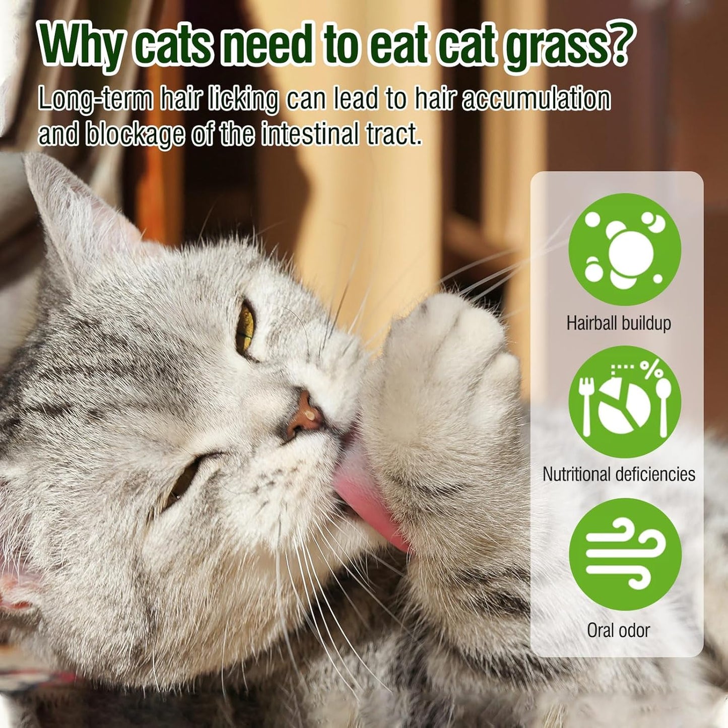 HavenJanny 50g/1.76oz Cat Grass Teething Stick, Cat Grass Stick Canned for Indoor Cats, Cats Treats Hairball Relief and Teeth Cleaning