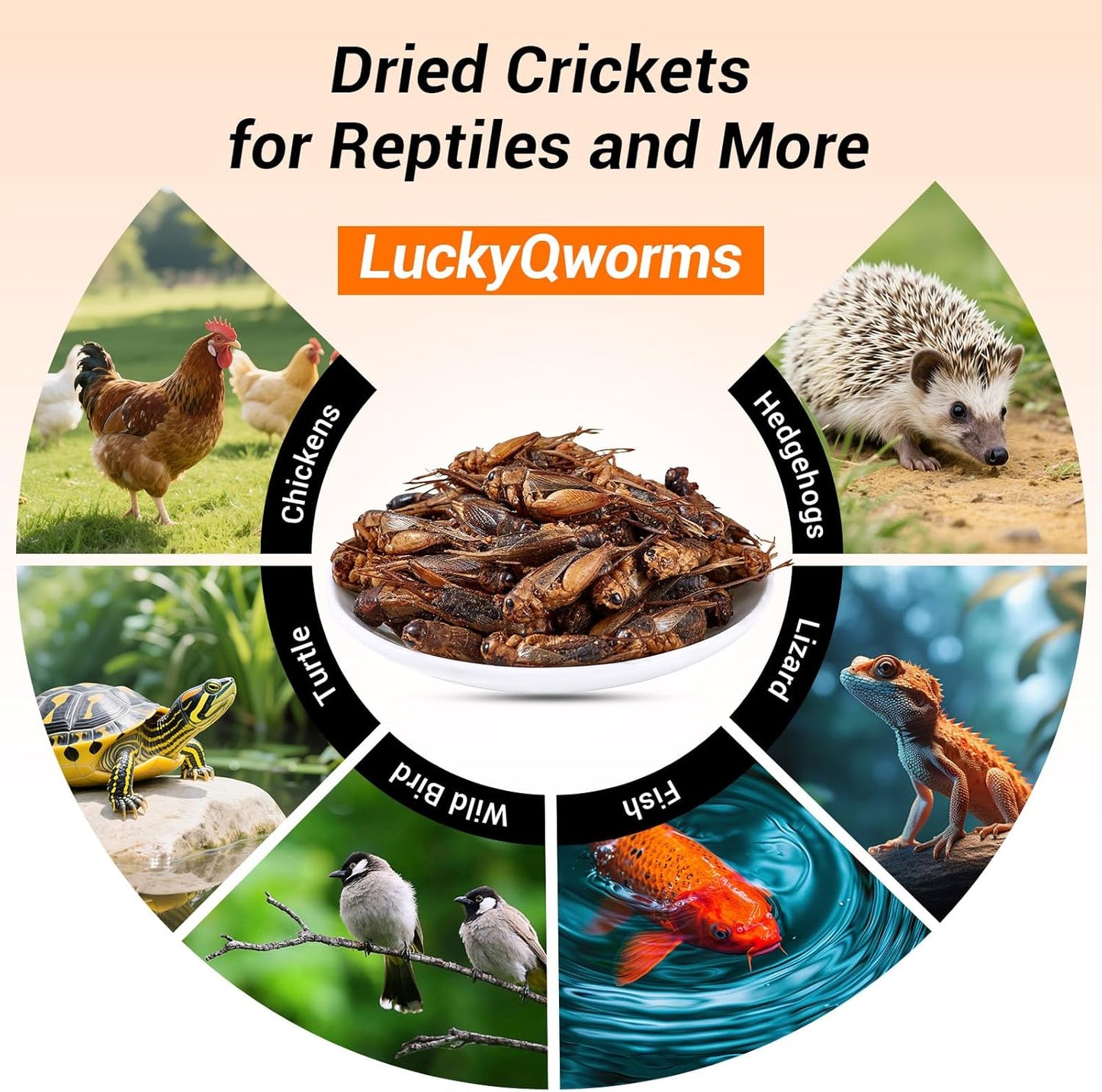 Dried Crickets 1 lb for Chickens, Wild Birds, Hedgehogs, Reptiles, Lizards, Bearded Dragons, Fish, Turtles - High Protein Natural Insect Food Resealable Bag