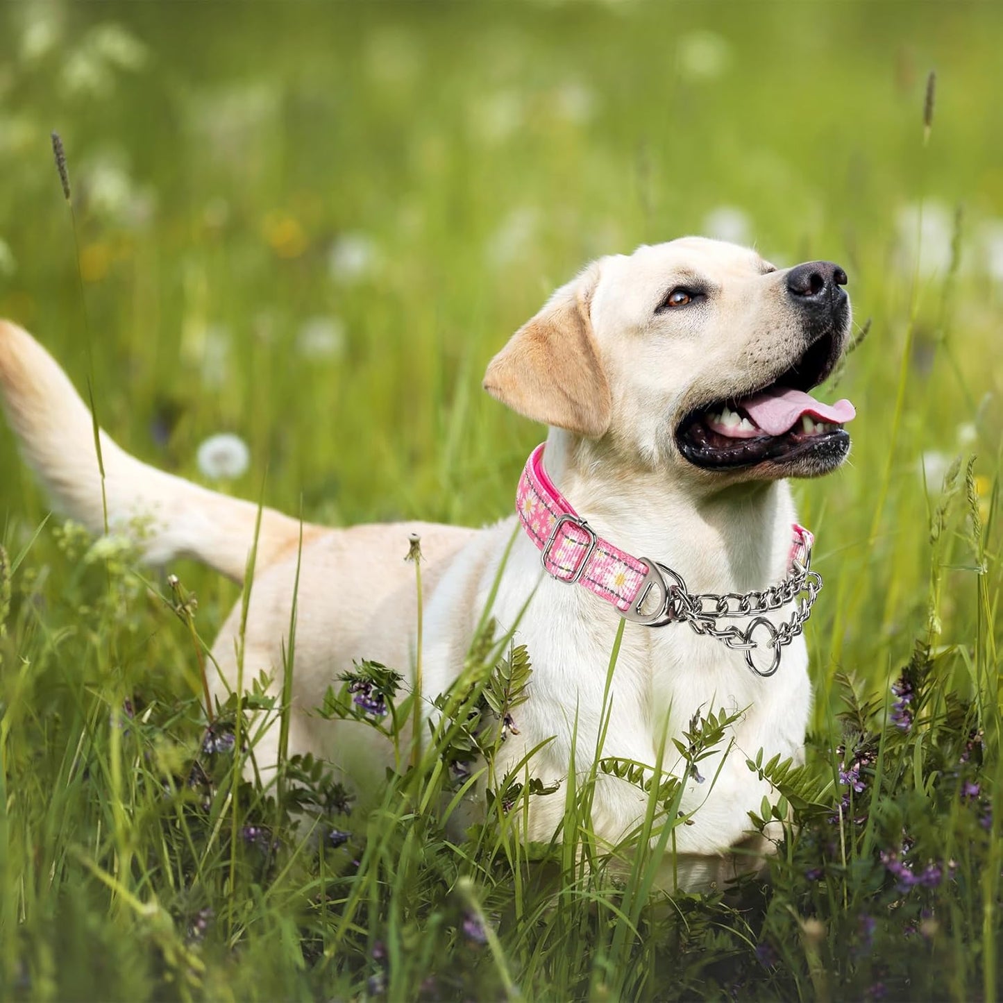 Martingale Collar for Dogs with Pink Daisy,Reflective Nylon Adjustable No Pull Dog Training Chain Collar Training, Walking, Hunting for All Breeds(Pink Daisy XXL)