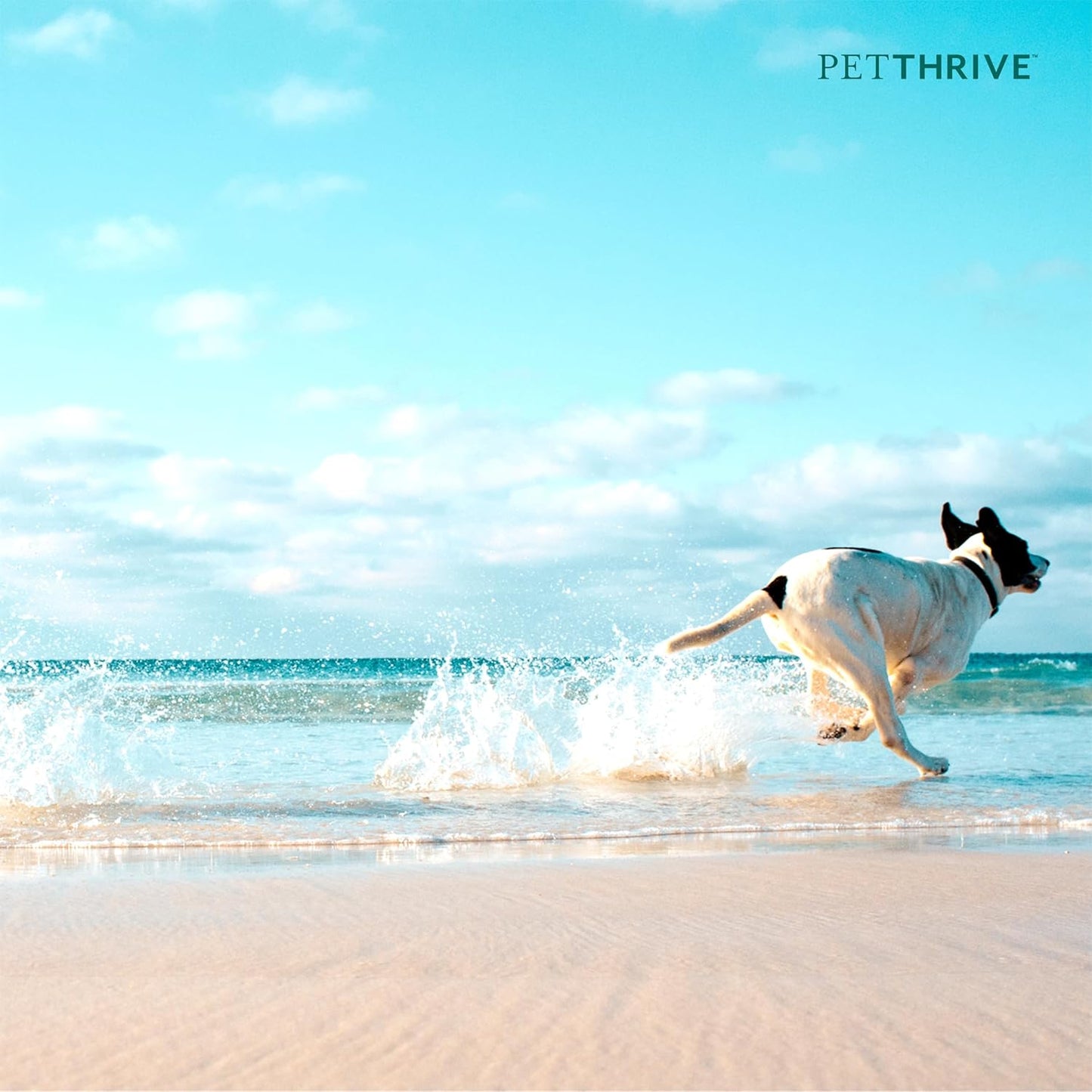 Dog Hip and Joint Support Supplement Soft Chews with Resveratrol, Glucosamine, Chondroitin, Hyaluronic Acid, Bacon Flavor, Large Breed