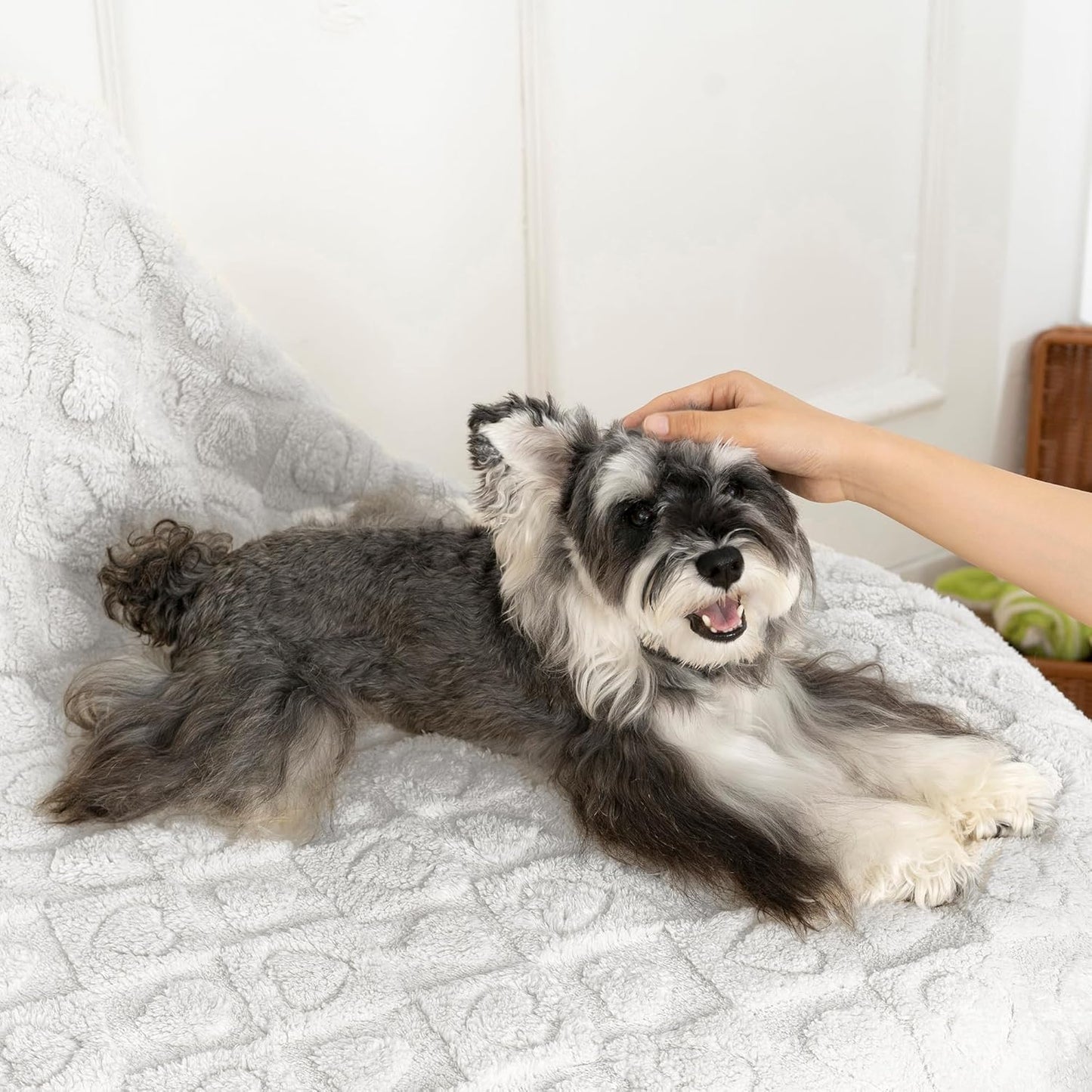 gogobunny Calming Plush Dog Cat Blanket 300GSM Coral Fleece, Ultra-Soft Machine Washable Pet Bedding for Small Medium Dogs Cats Puppies Kittens (Silver, 50x60)