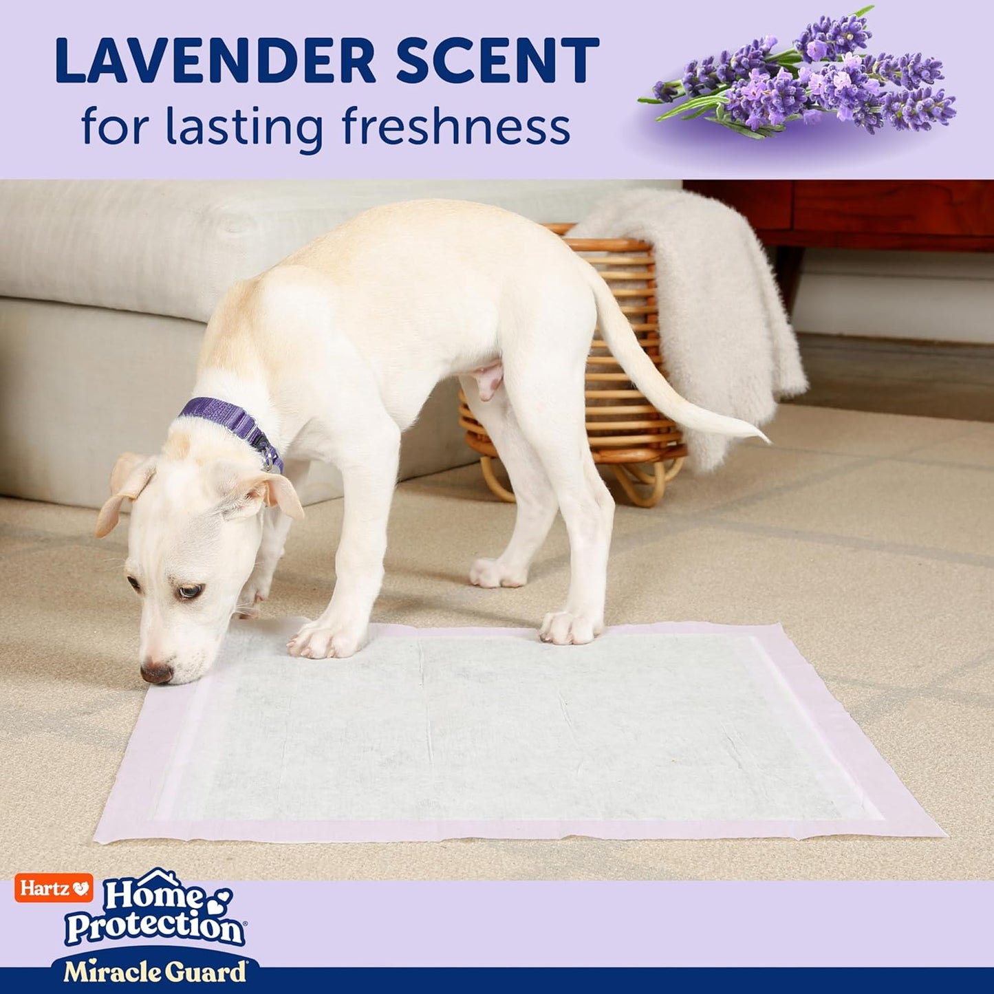 New! Hartz Home Protection Miracle Guard Lavender Scented Dog Pads, Regular Size 25 Count, 24 Hour Use, Won't Leak and Odor Eliminating