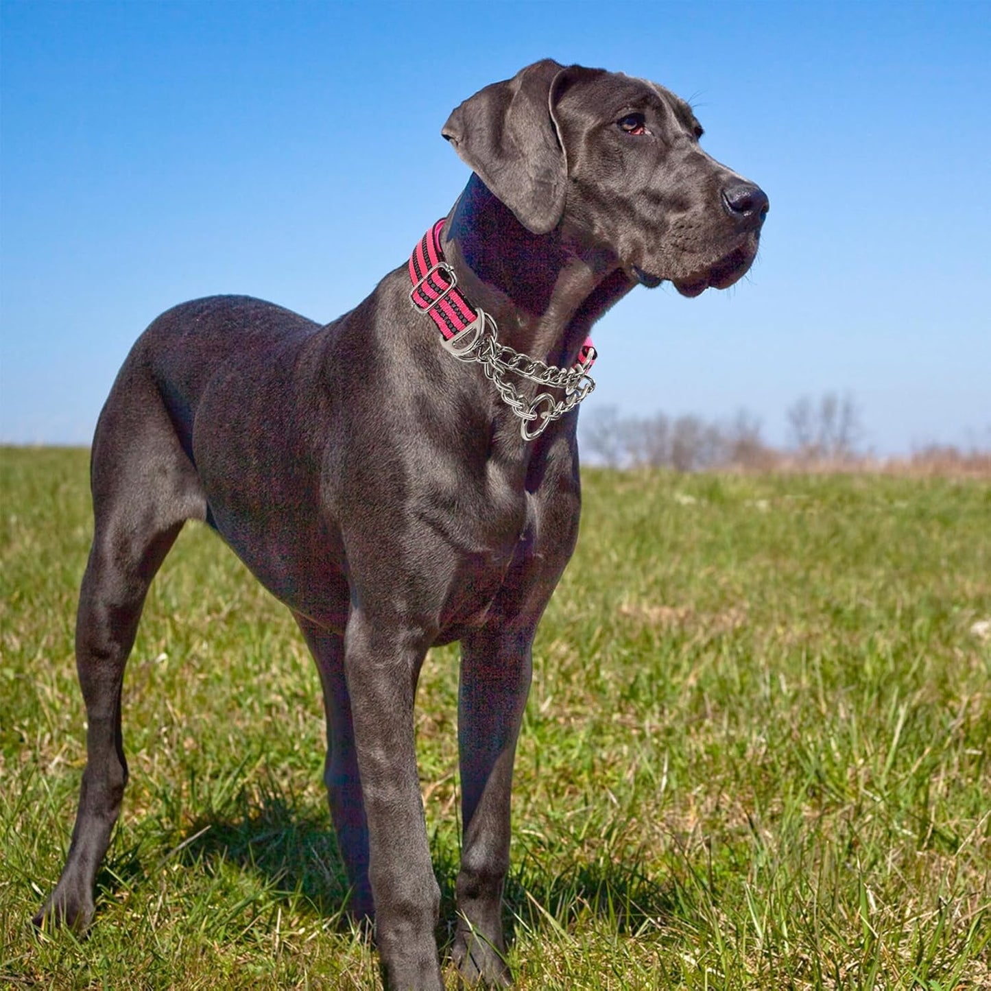 Martingale Collar for Large Dogs,Pink Reflective Collar with Night Safety Design for Large/Medium XL XXL Female Dogs Secure Pet Collars for Walking Training(Pink XXL)