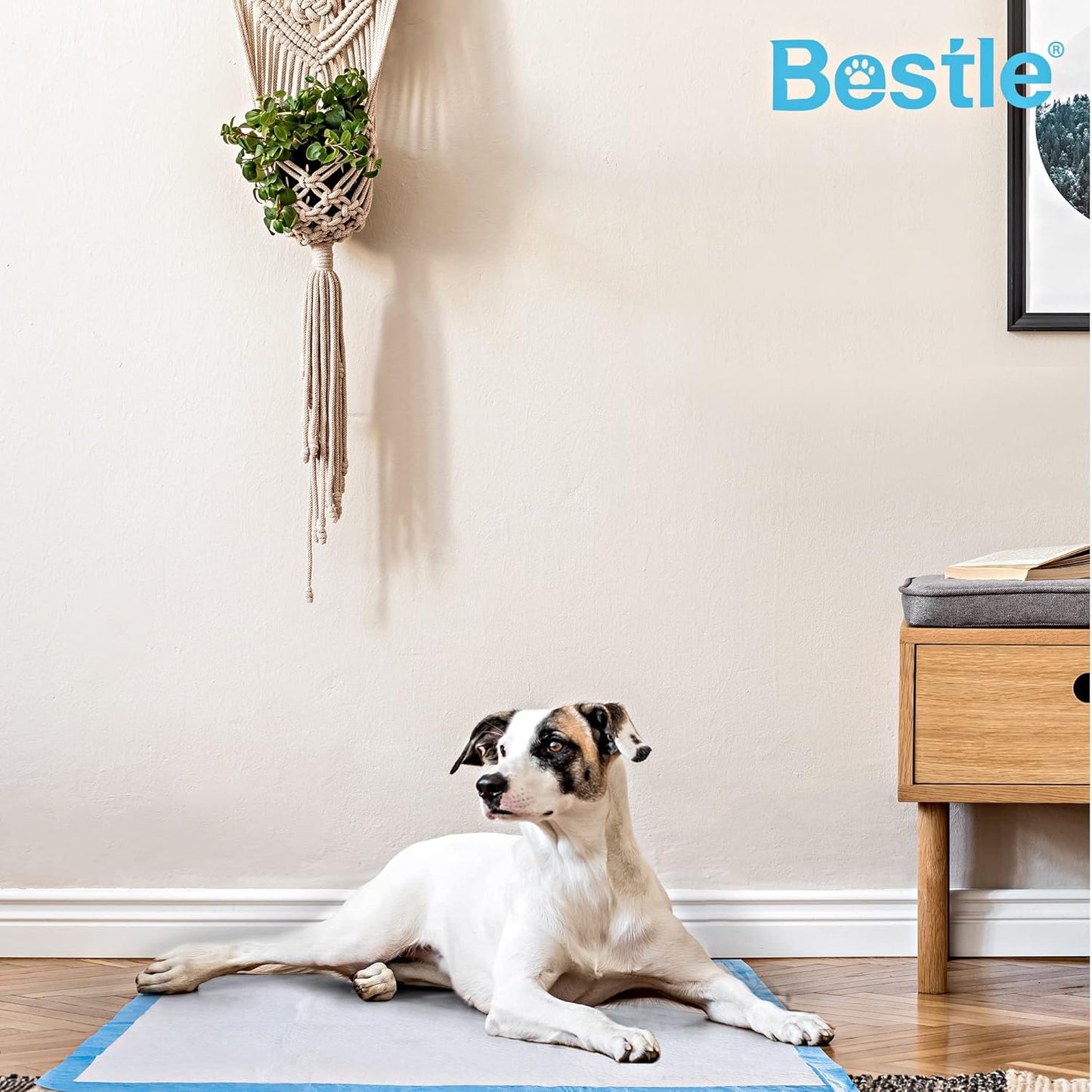 Extra Large Pet Training and Puppy Pads Pee Pads for Dogs 30"x36" Super Absorbent & Leak-Proof, 30 Count