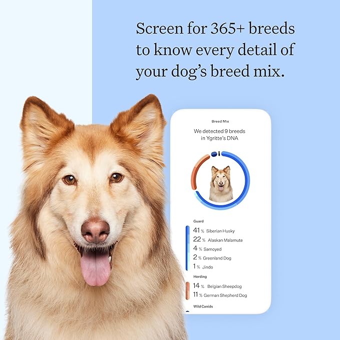 Wisdom Panel Breed Discovery Dog DNA Kit: Most Accurate Dog Breed Identification, Test for 365+ Breeds, MDR1 Health Test, Ancestry, Relatives
