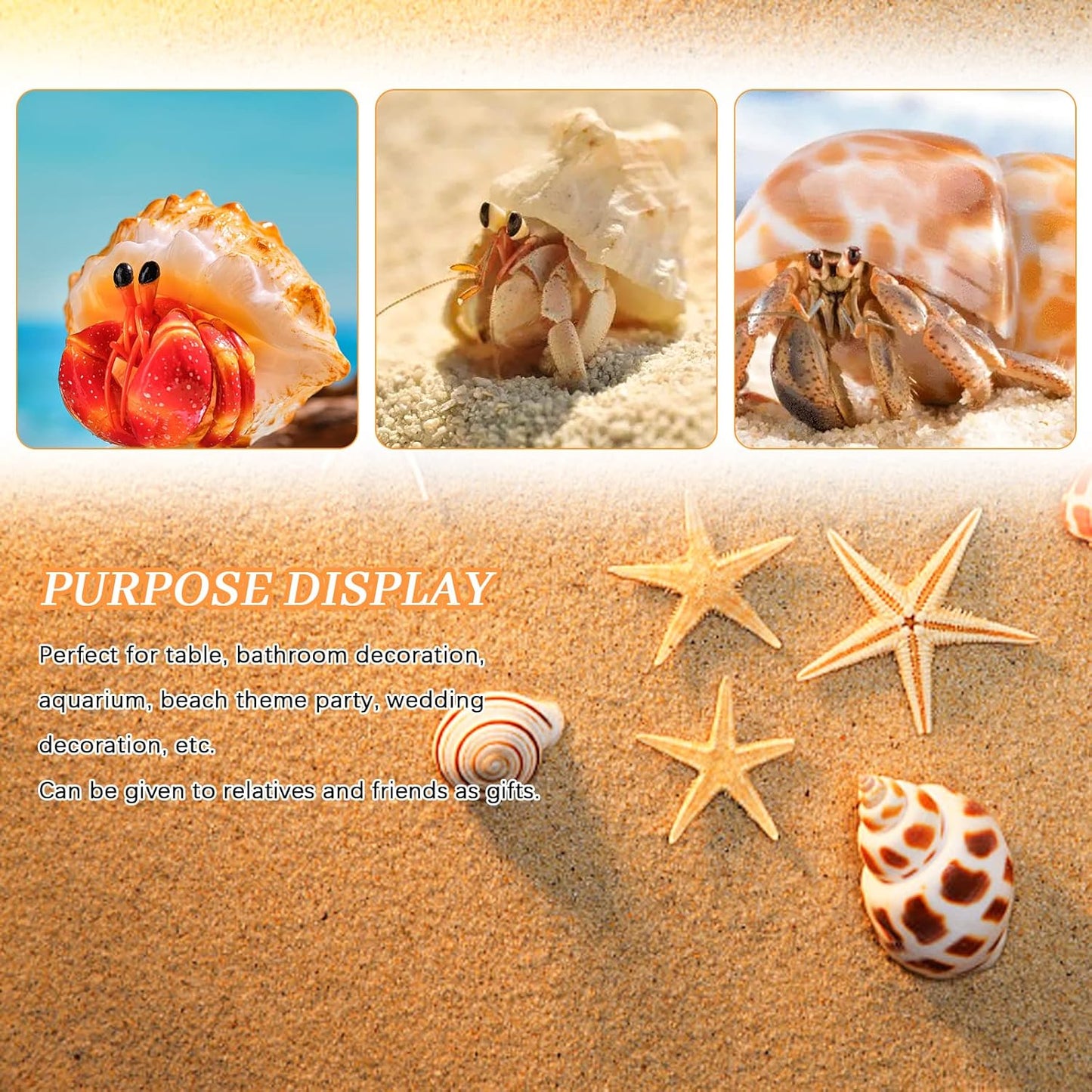 Hermit Crab Shell - Openning Size 0.6"-2" Medium to Large Growth Turbo Seashells Natural Sea Shells for Hermit Crab Supplies, Aquarium Décor, Nautical Decoration (12 Pcs)