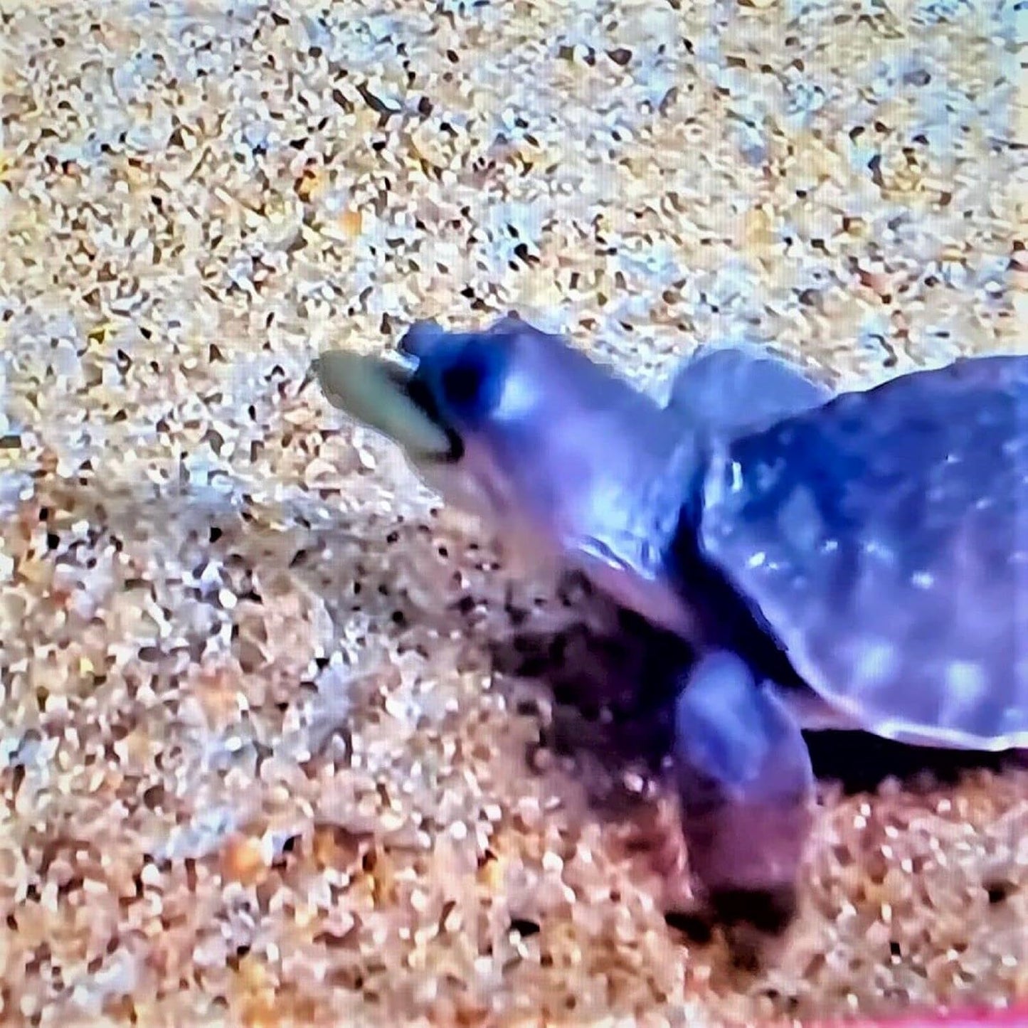 Aquatic Foods Inc. 18mm - 3/4" Sinking Wafers of Algae & Spirulina Ideal for Plecos, Bottom Fish, Catfish, Shrimp, Snails, All Herbivorous & Omnivorous Tropical Fish - Zeigler Wafers..1-lb