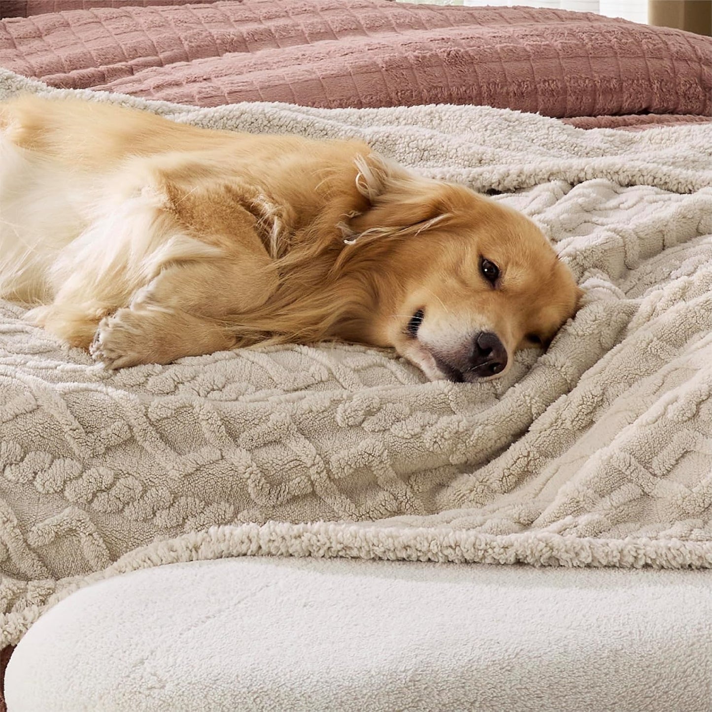 Bedsure Waterproof Dog Blankets for Bed - Pet Blanket for Bed Couch Protector Washable, Premium Jacquard Coral Fleece Cat Throw Blanket, Soft Plush Reversible Furniture Protection, Queen, 86x90, Cream